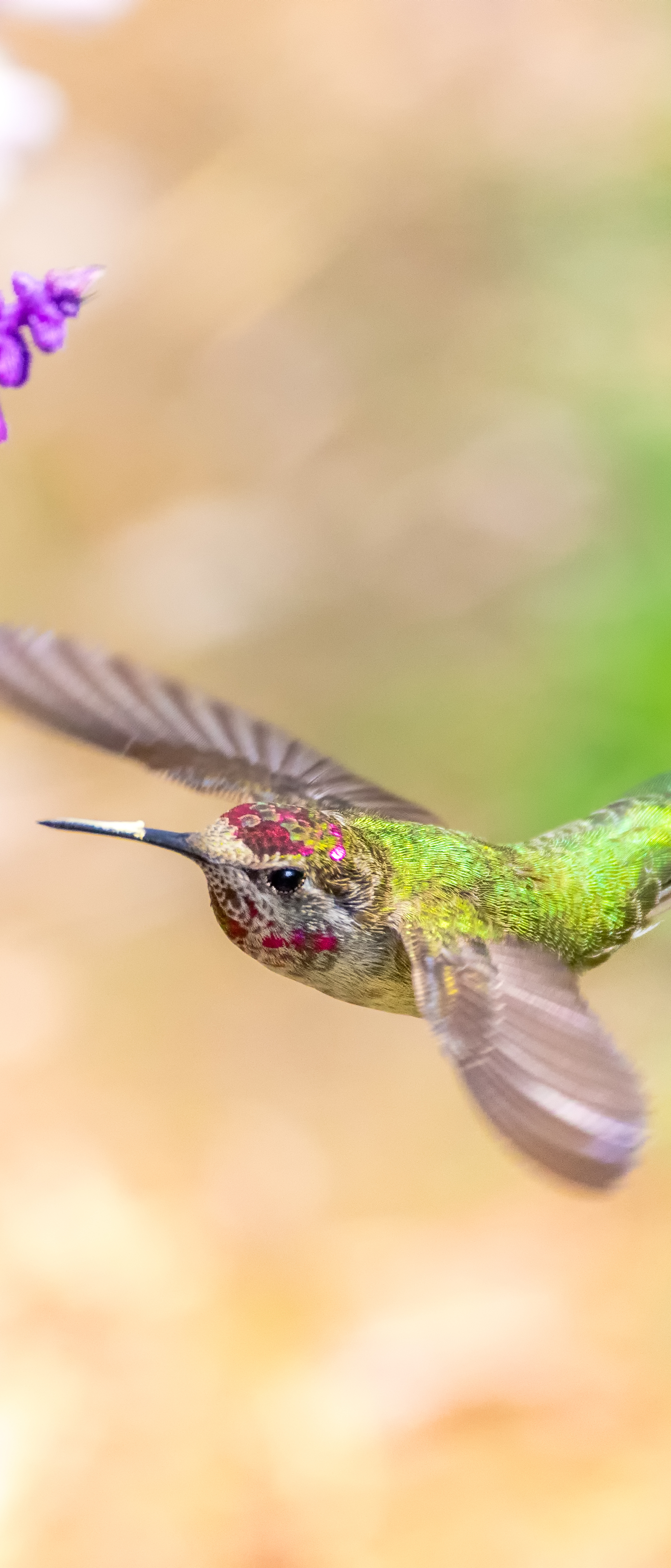 Laden Sie das Tiere, Vögel, Kolibri-Bild kostenlos auf Ihren PC-Desktop herunter