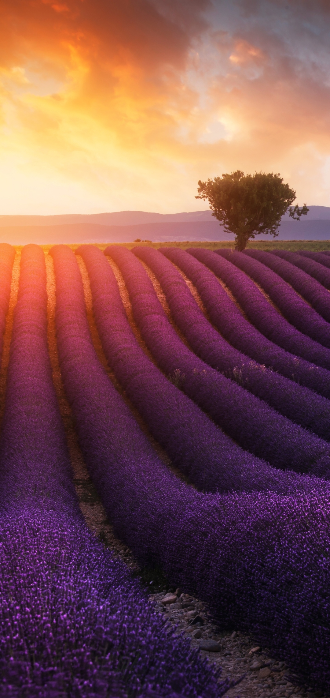 Download mobile wallpaper Nature, Flowers, Summer, Earth, Field, Lavender, Purple Flower for free.