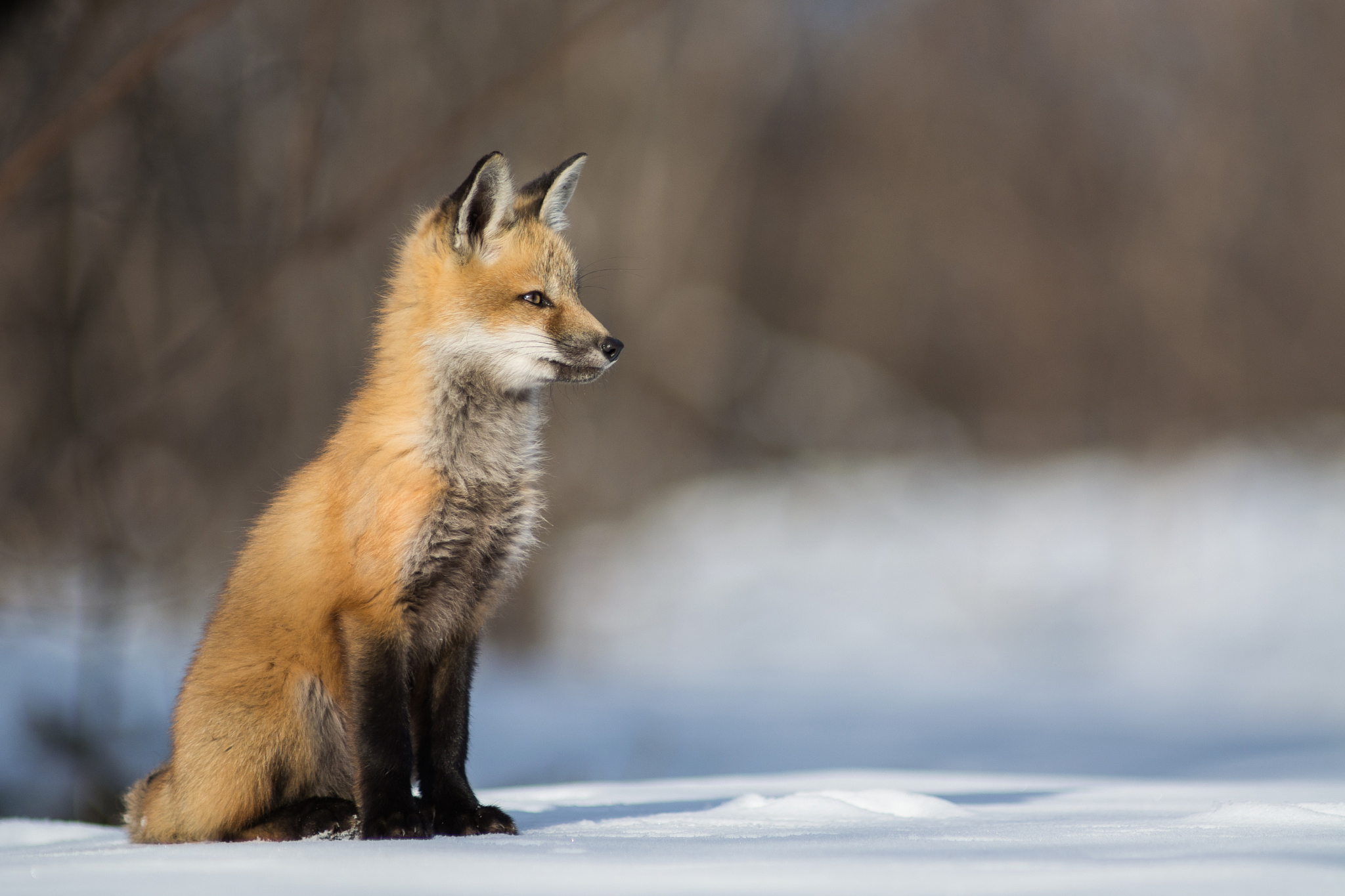 Download mobile wallpaper Snow, Fox, Animal, Bokeh, Depth Of Field for free.