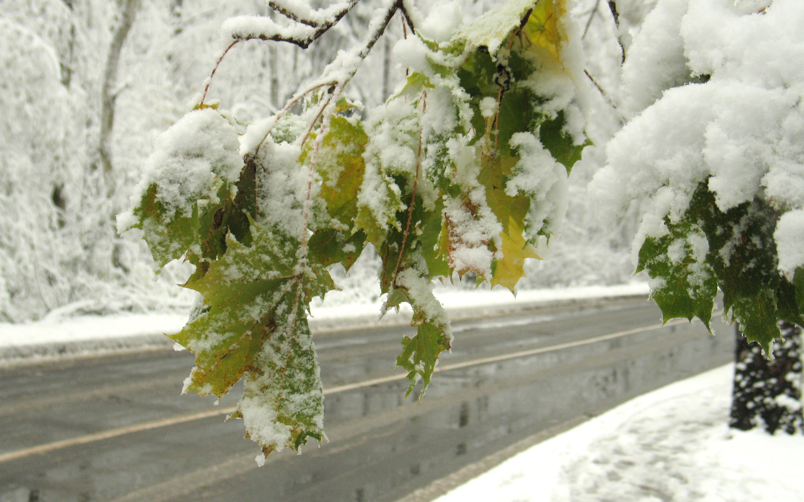 Free download wallpaper Winter, Trees, Roads, Leaves, Snow, Landscape on your PC desktop