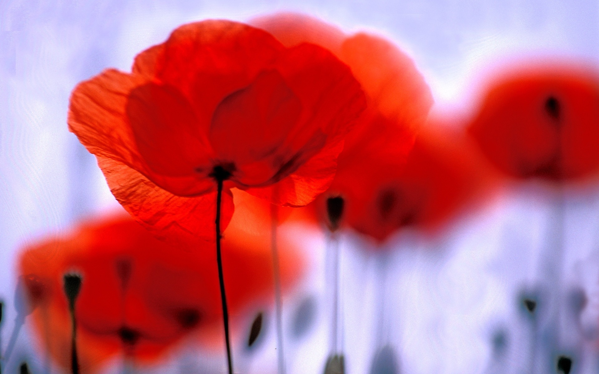 Handy-Wallpaper Mohn, Blumen, Natur, Blume, Erde/natur kostenlos herunterladen.