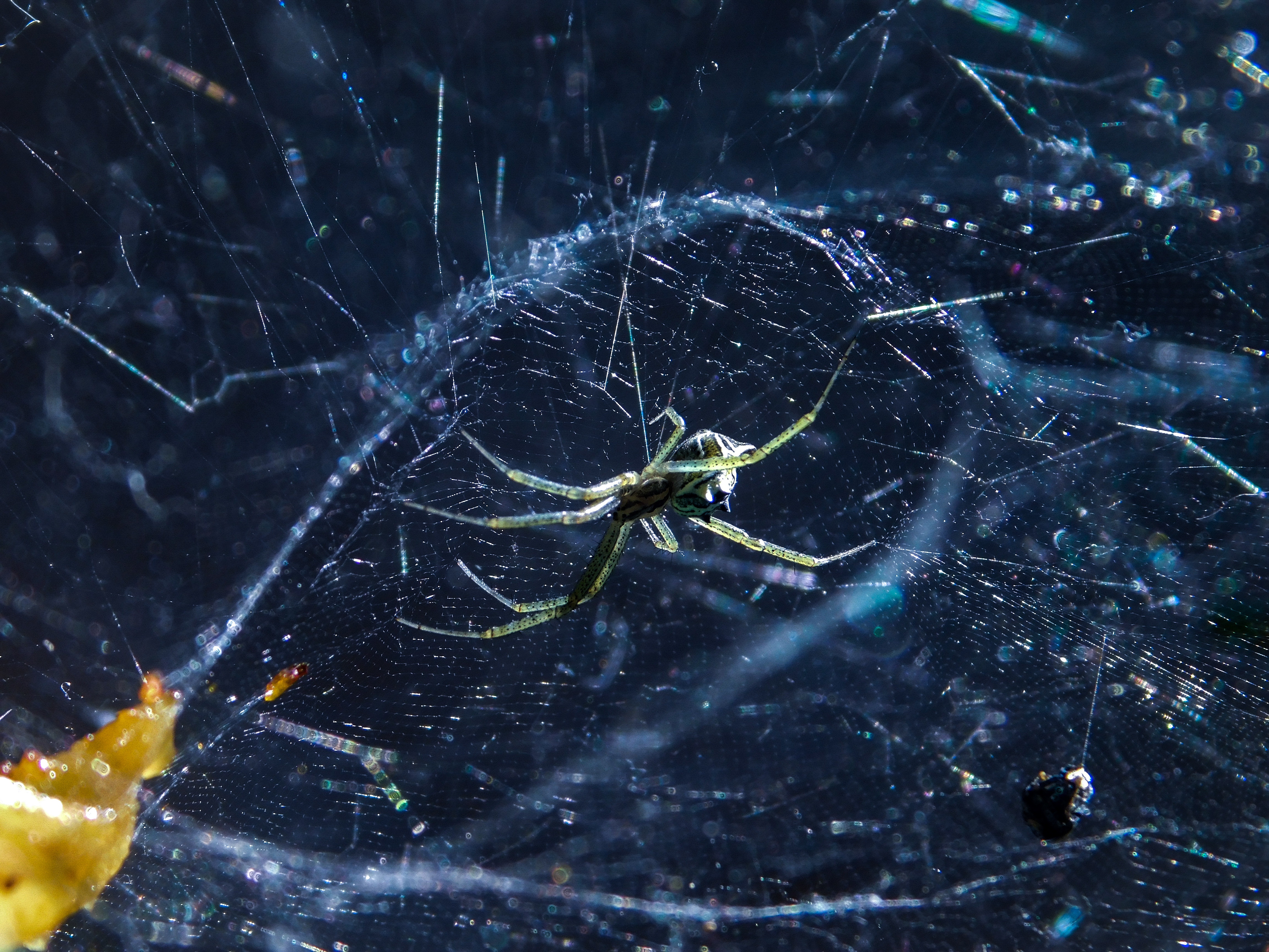 Download mobile wallpaper Spider, Macro, Web, Insect, Smooth, Blur for free.