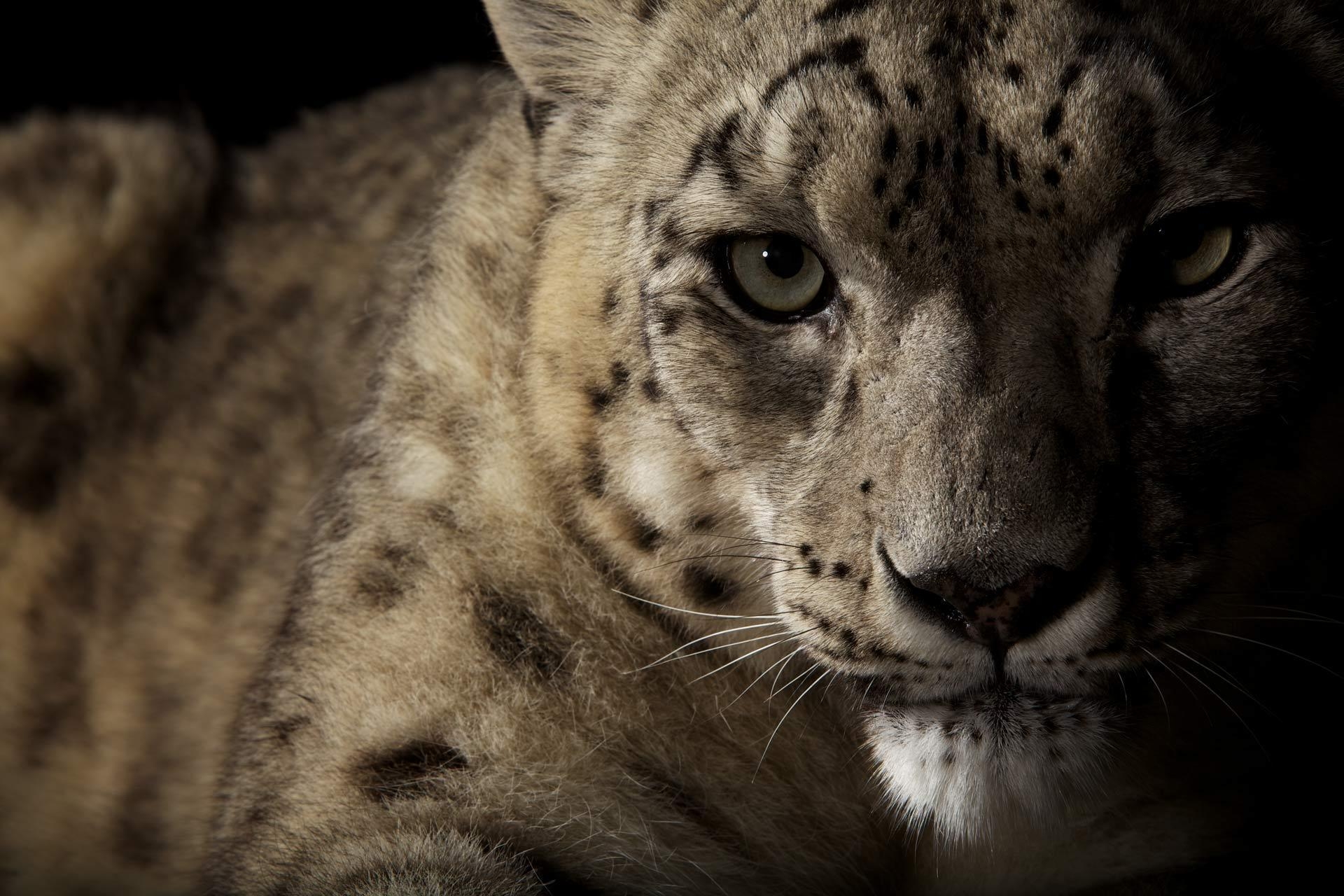 138379 baixar papel de parede animais, snow leopard, focinho, visto, manchado, sombra - protetores de tela e imagens gratuitamente