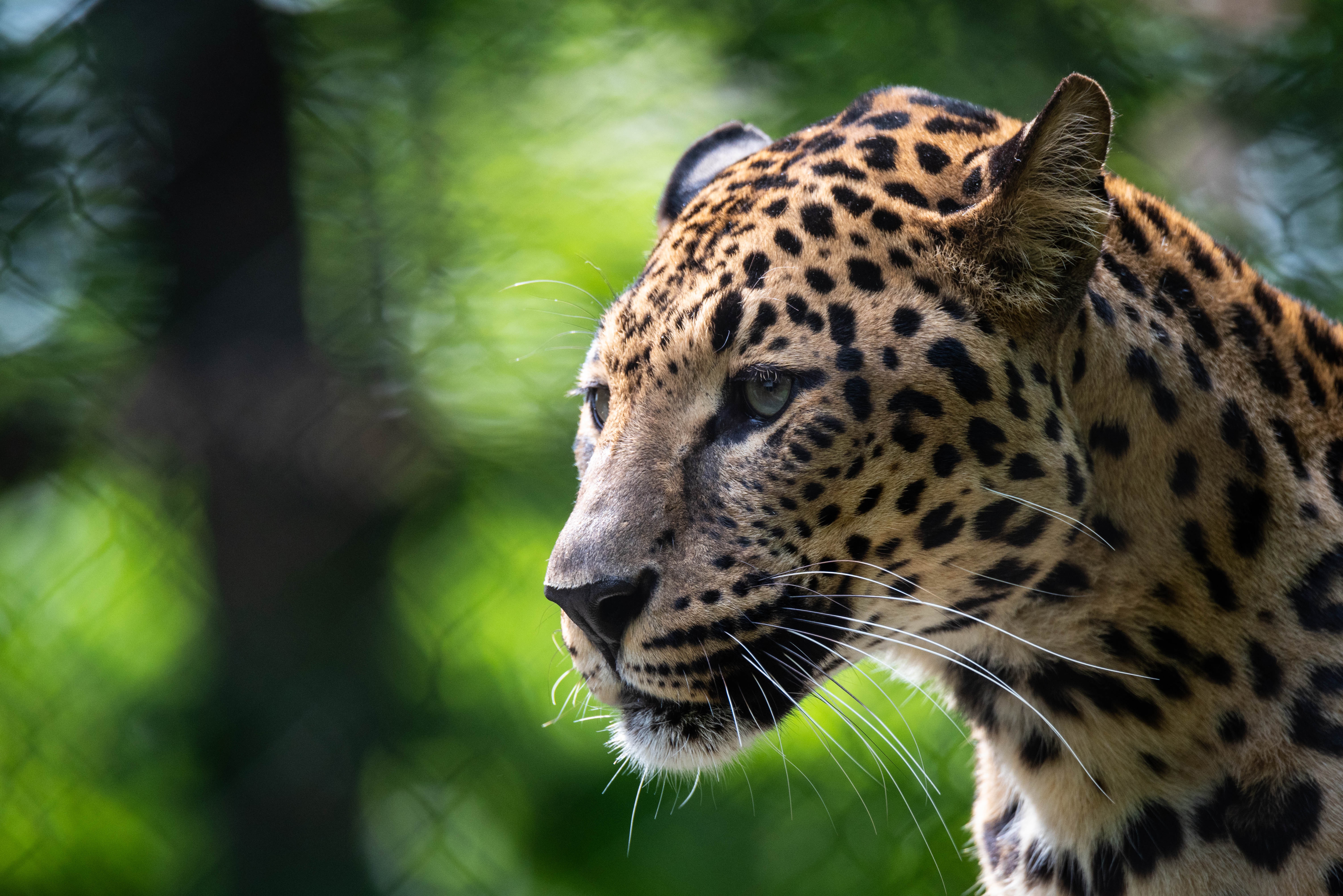 Baixar papel de parede para celular de Animais, Gatos, Leopardo gratuito.