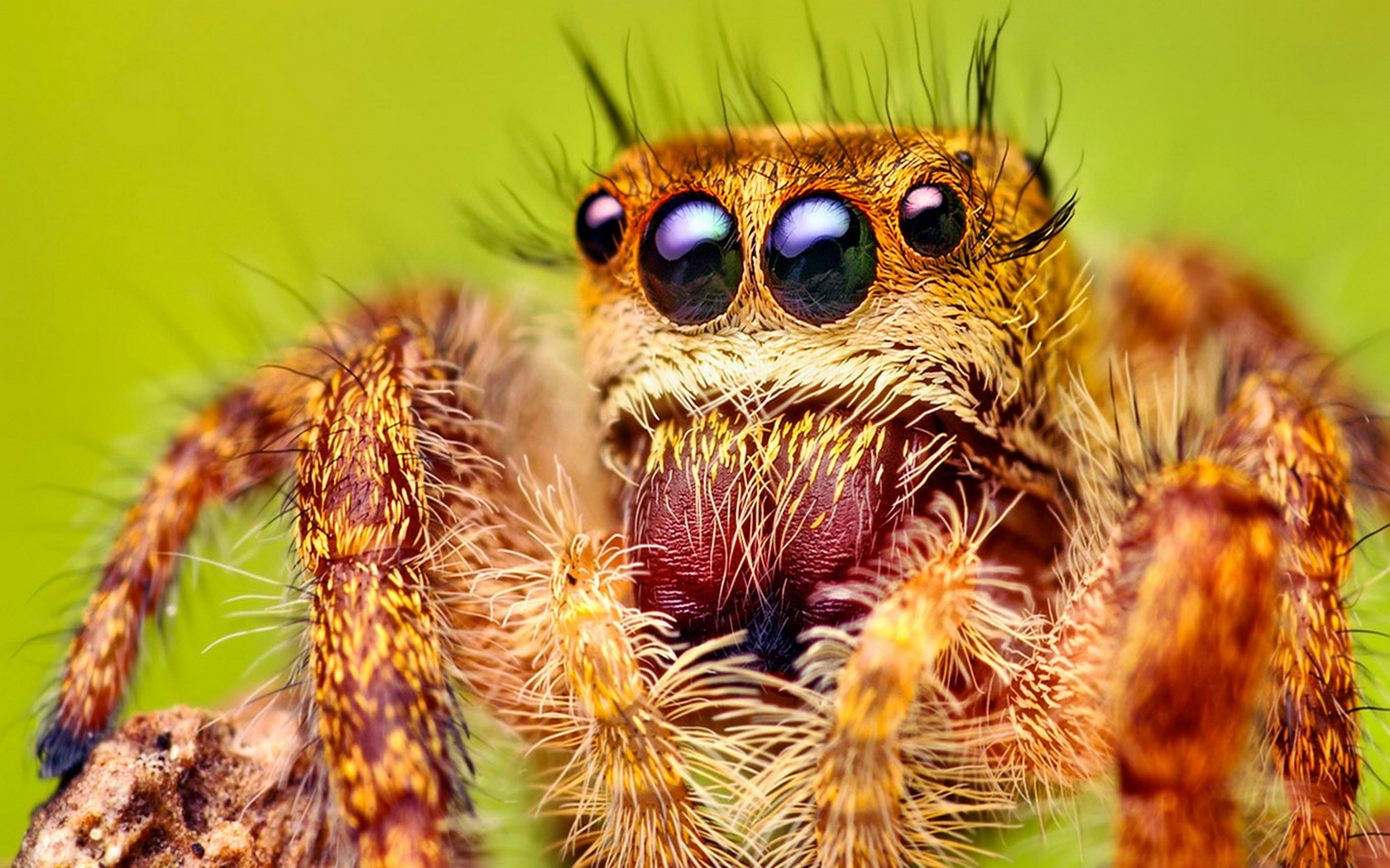 Download mobile wallpaper Animal, Spider for free.