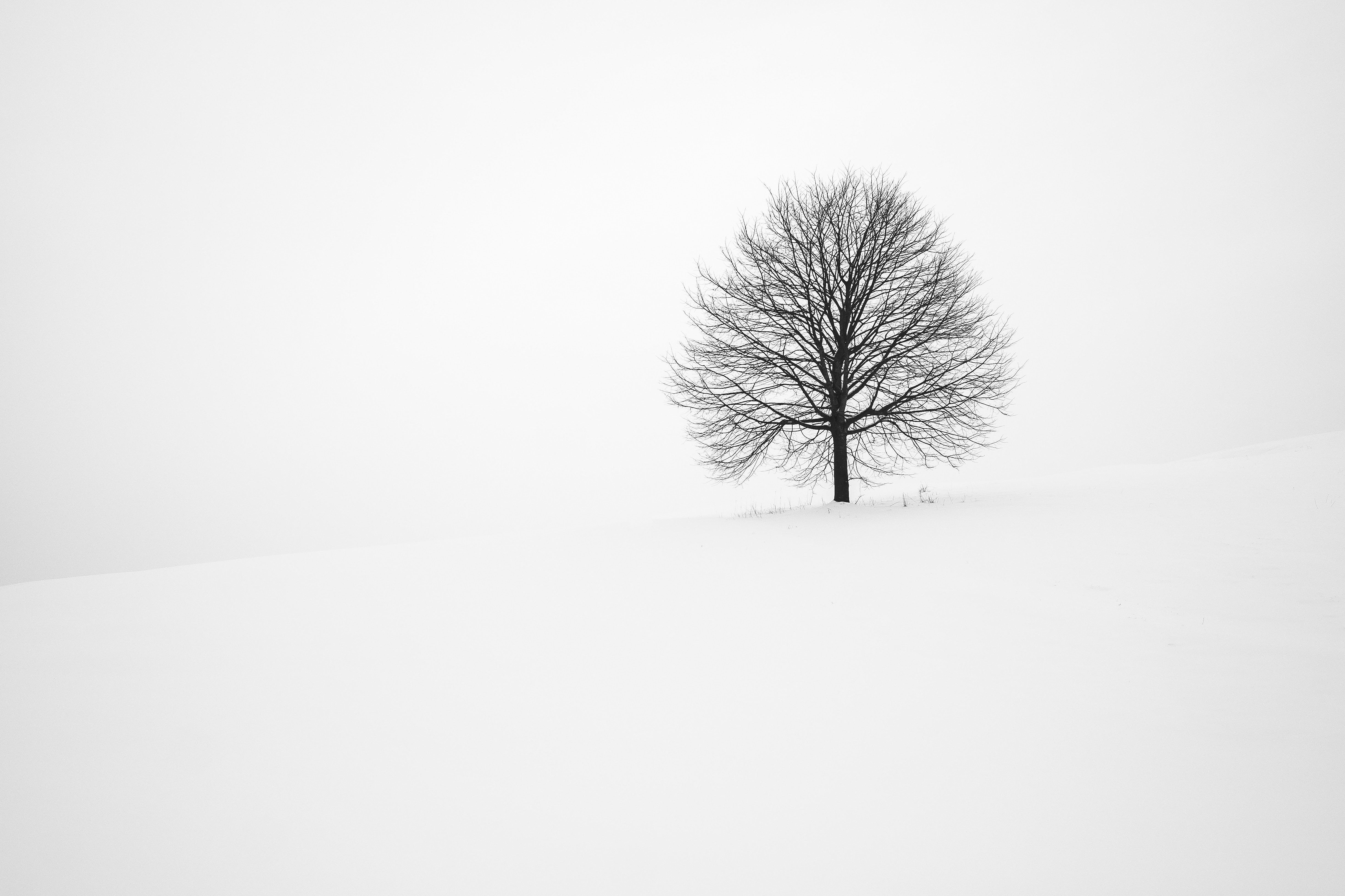Free download wallpaper Winter, Trees, Snow, Tree, Earth on your PC desktop
