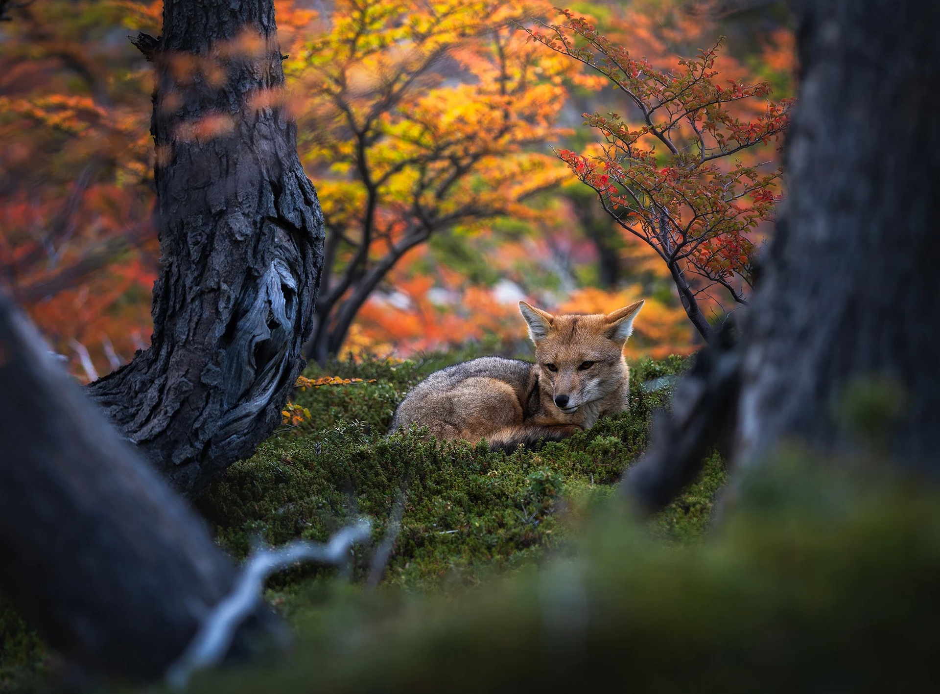 Laden Sie das Tiere, Natur, Fuchs-Bild kostenlos auf Ihren PC-Desktop herunter