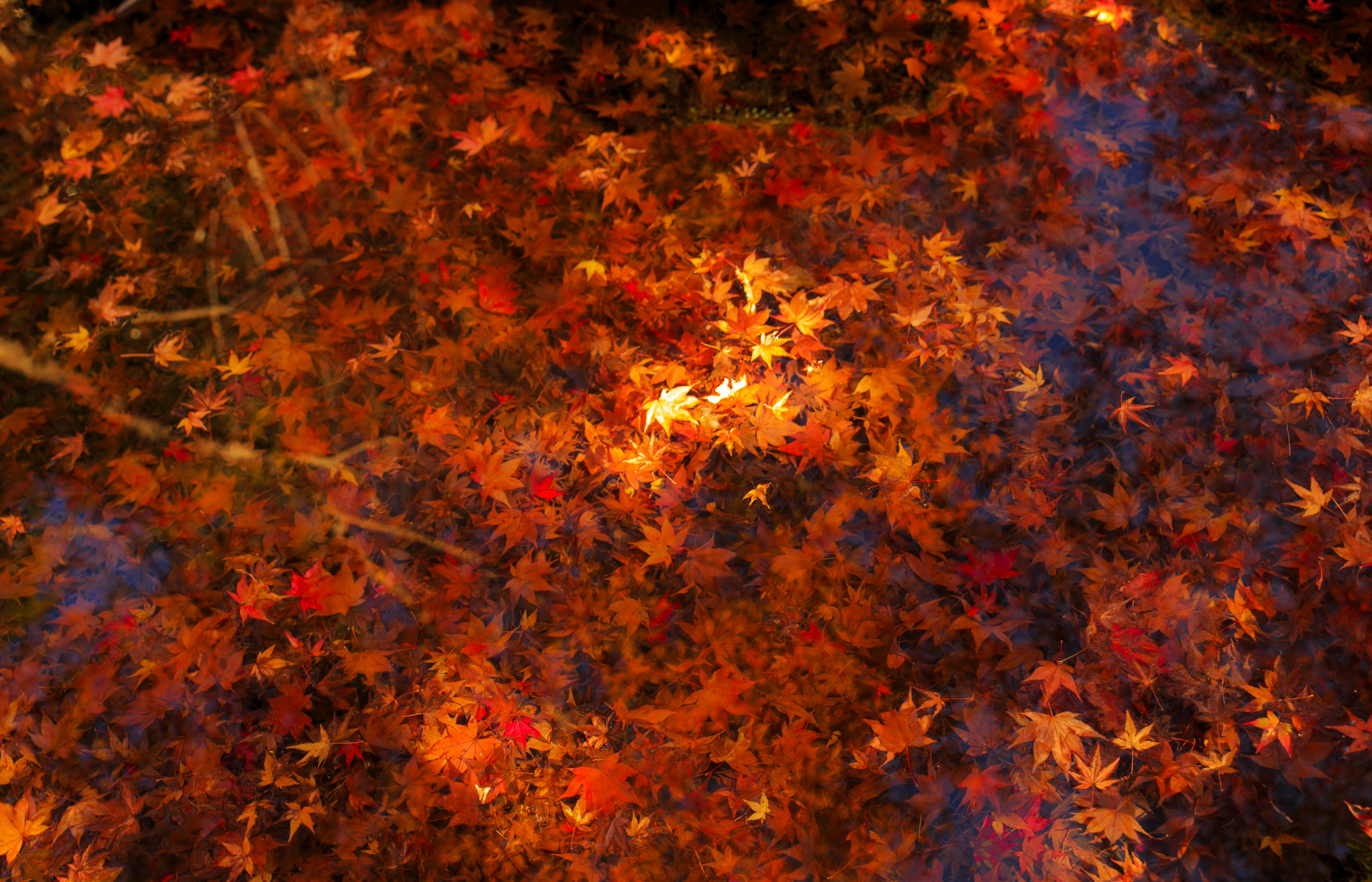Скачать обои бесплатно Вода, Осень, Лист, Кленовый Лист, Земля/природа картинка на рабочий стол ПК