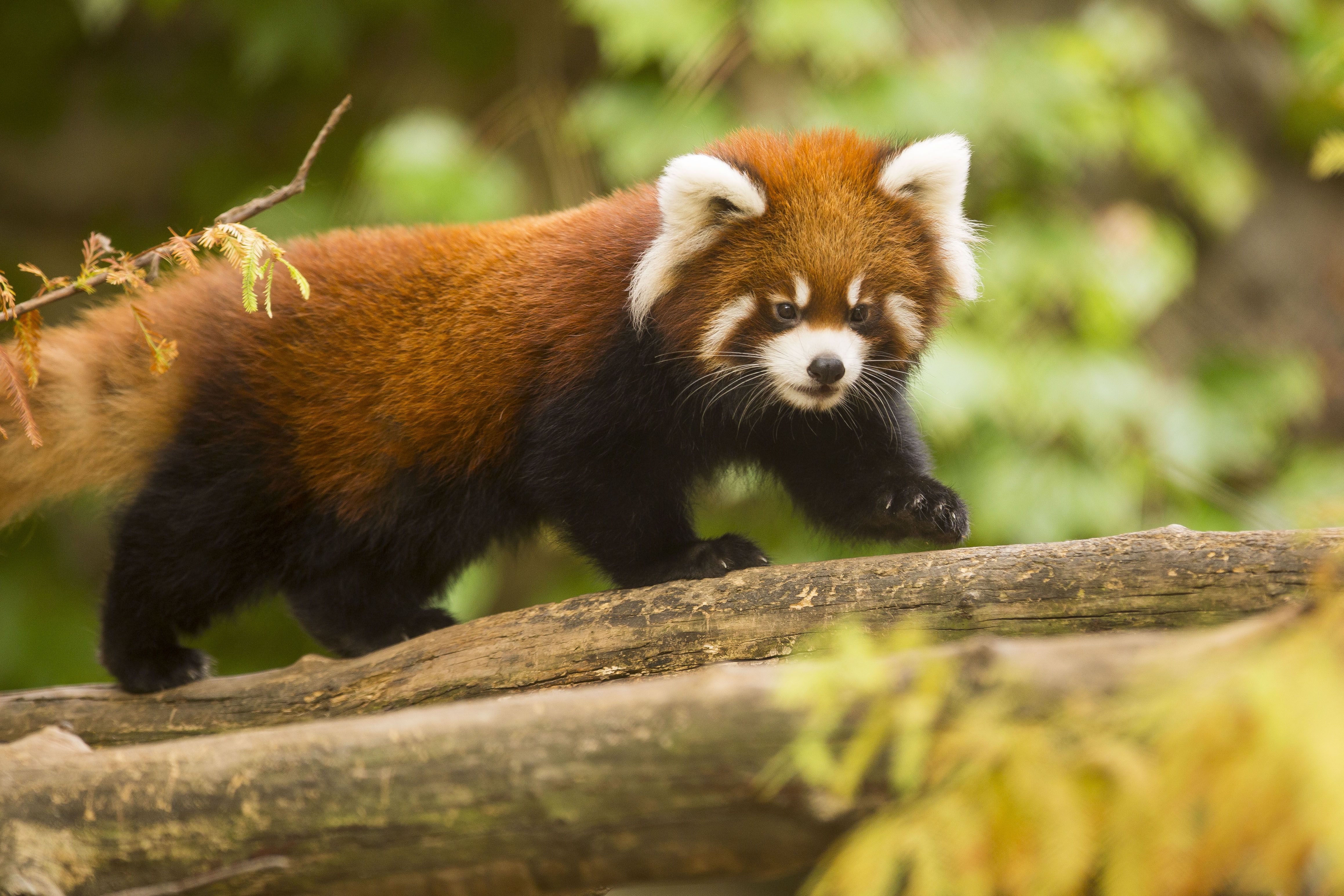 Descarga gratis la imagen Animales, Panda Rojo, Zoo en el escritorio de tu PC