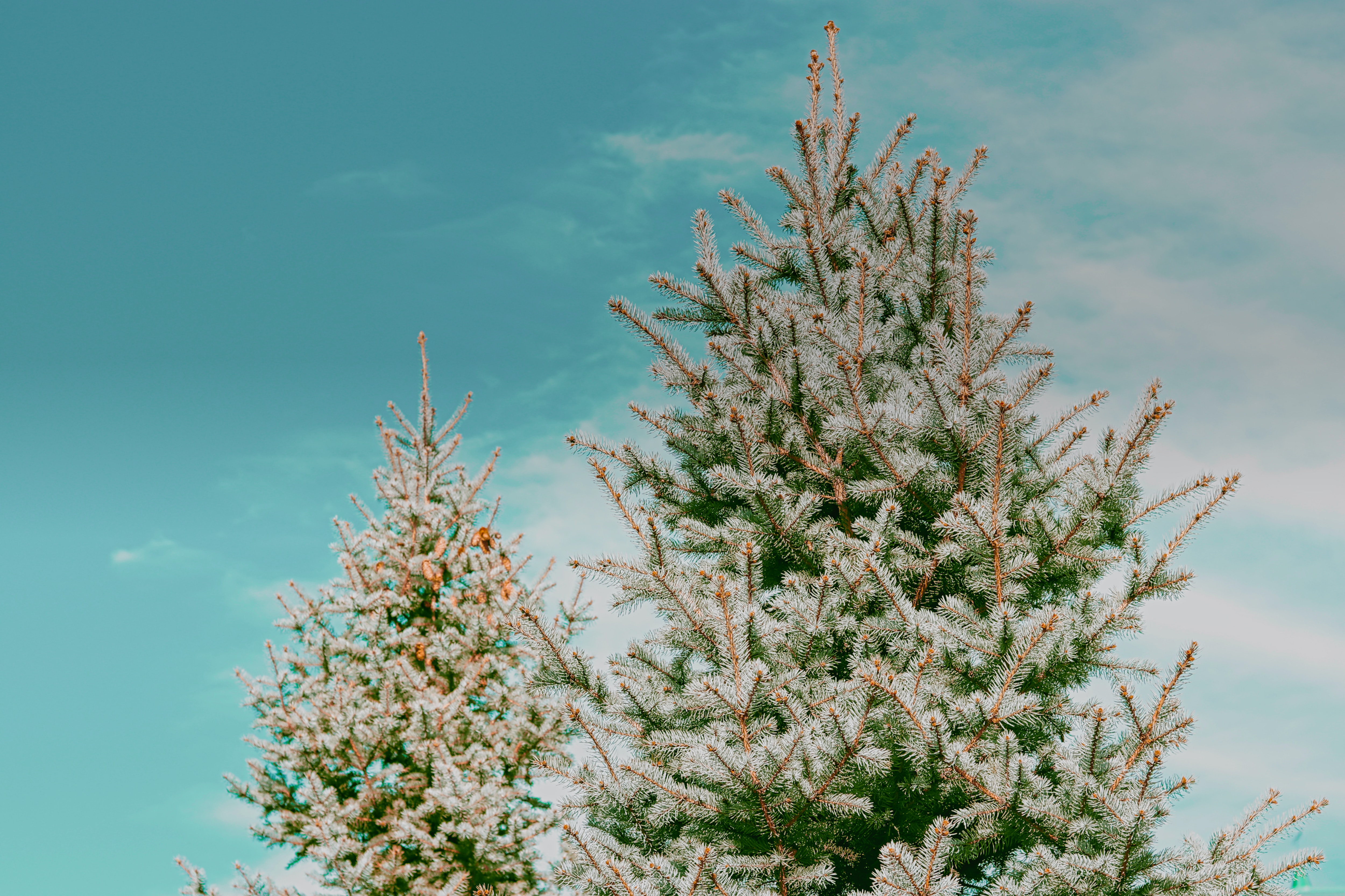Free download wallpaper New Year, Wood, Tree, Spruce, Fir, Needles, Holidays on your PC desktop