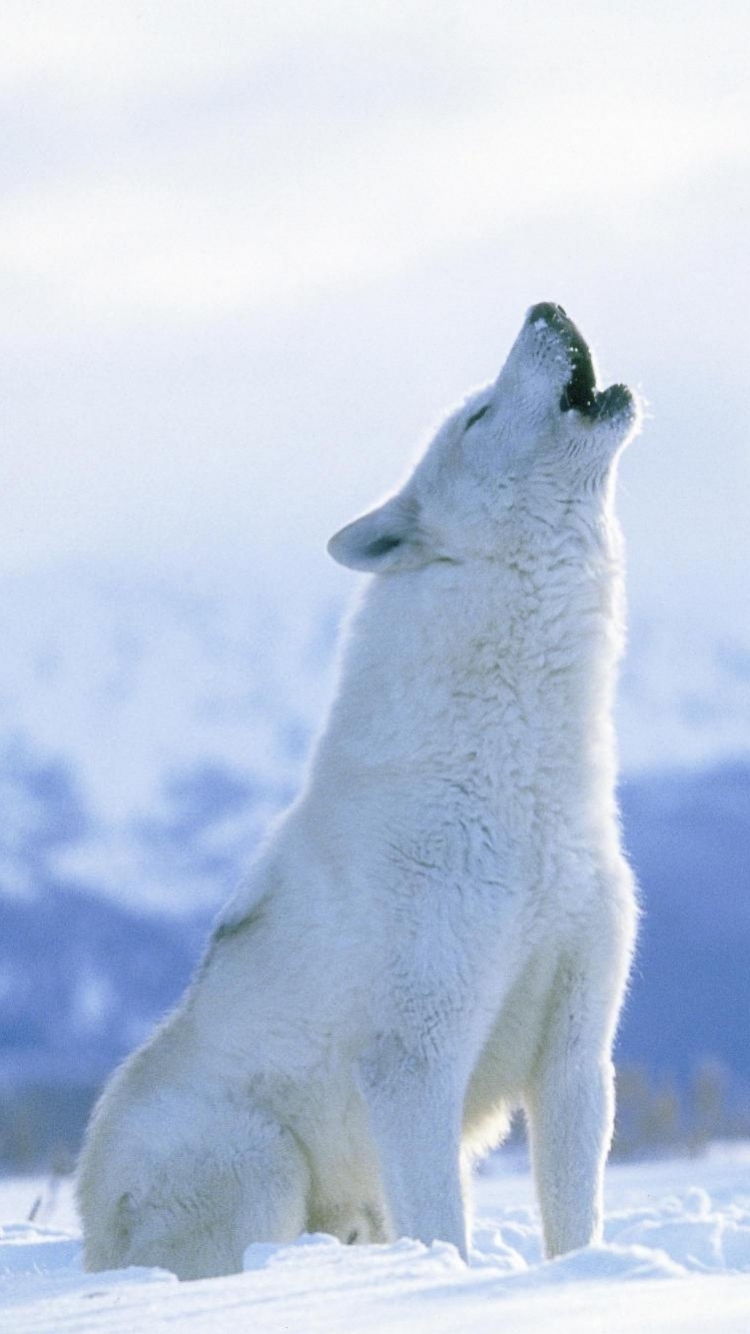 Handy-Wallpaper Tiere, Arktischer Wolf kostenlos herunterladen.