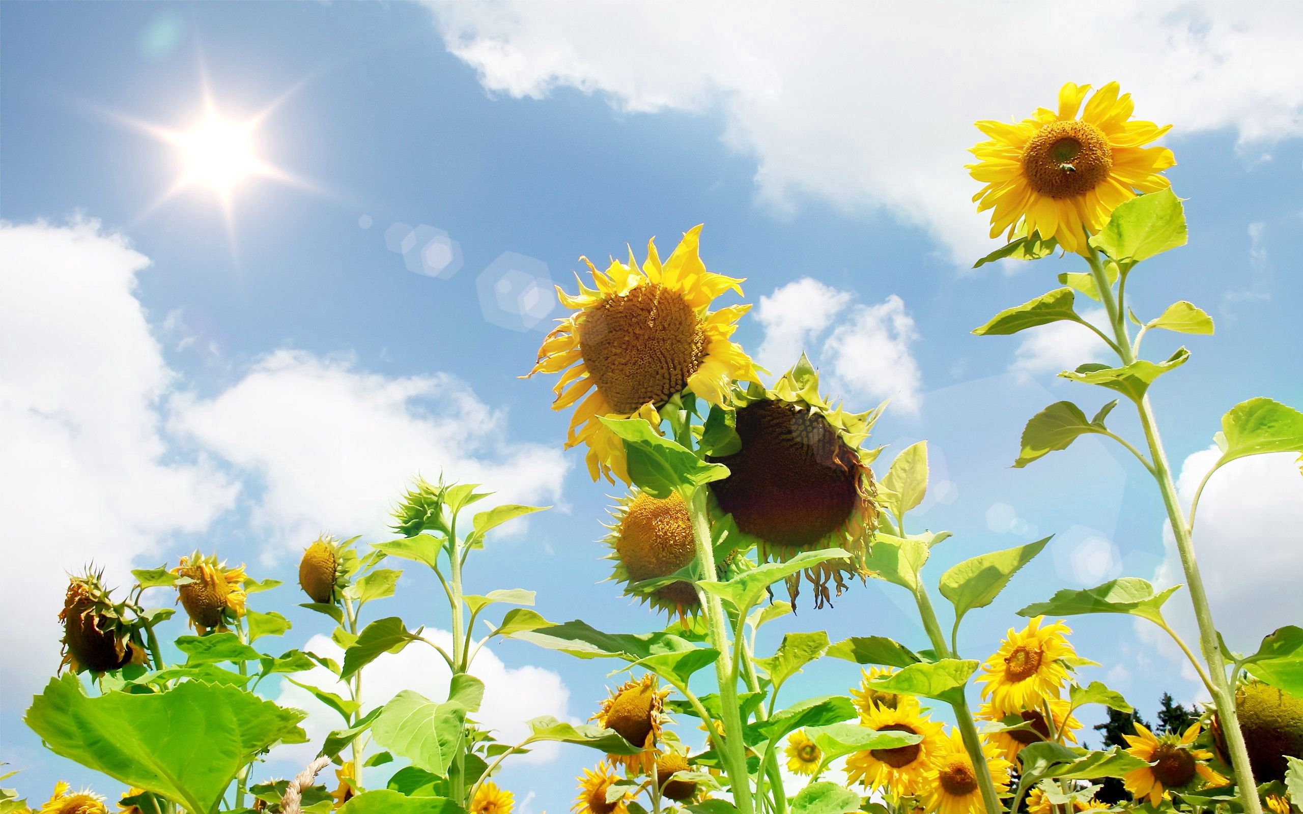 Download mobile wallpaper Field, Sky, Flowers, Sun, Glare, Summer, Sunflowers for free.
