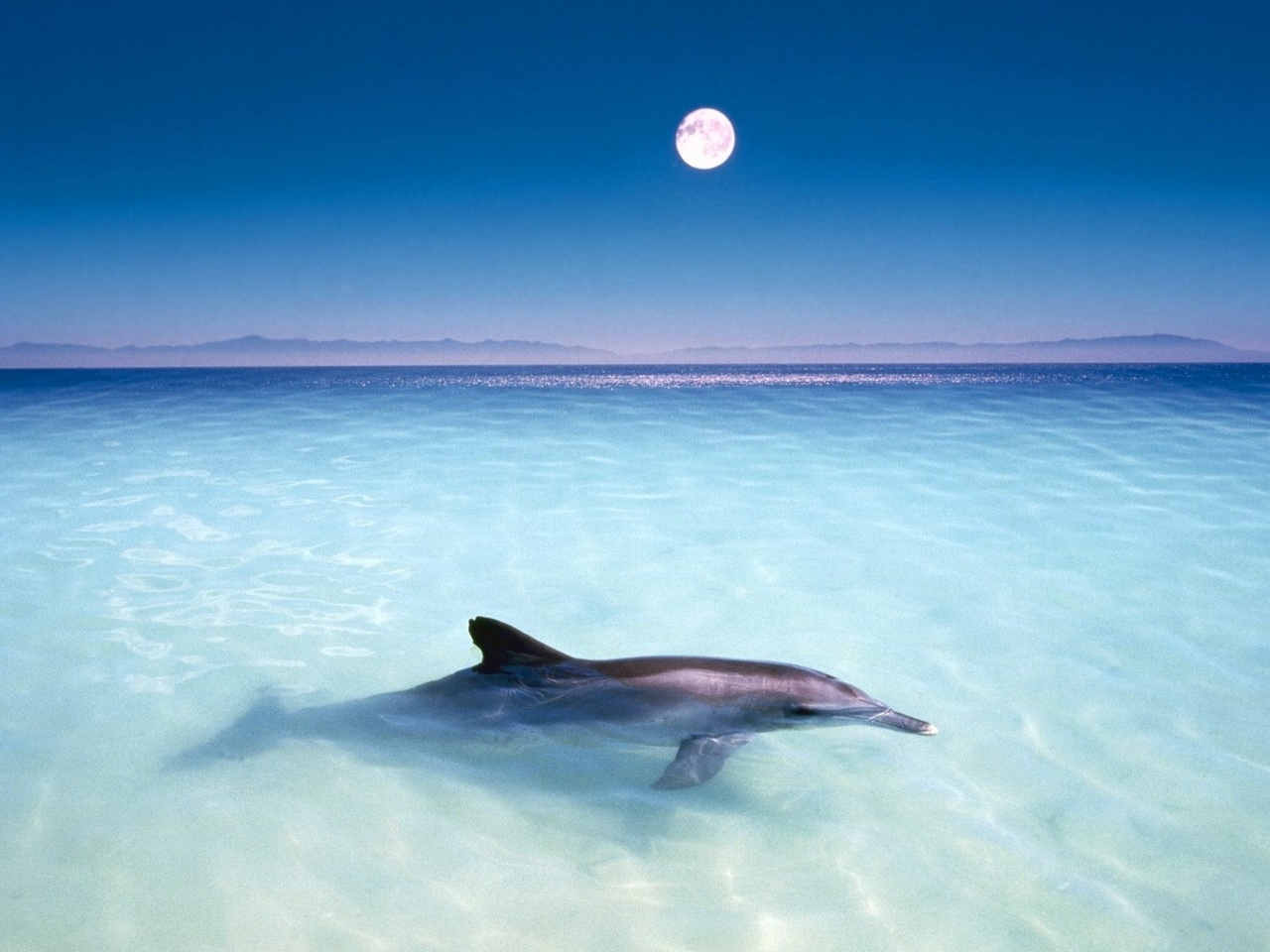 33449 baixar papel de parede golfinhos, animais, azul - protetores de tela e imagens gratuitamente