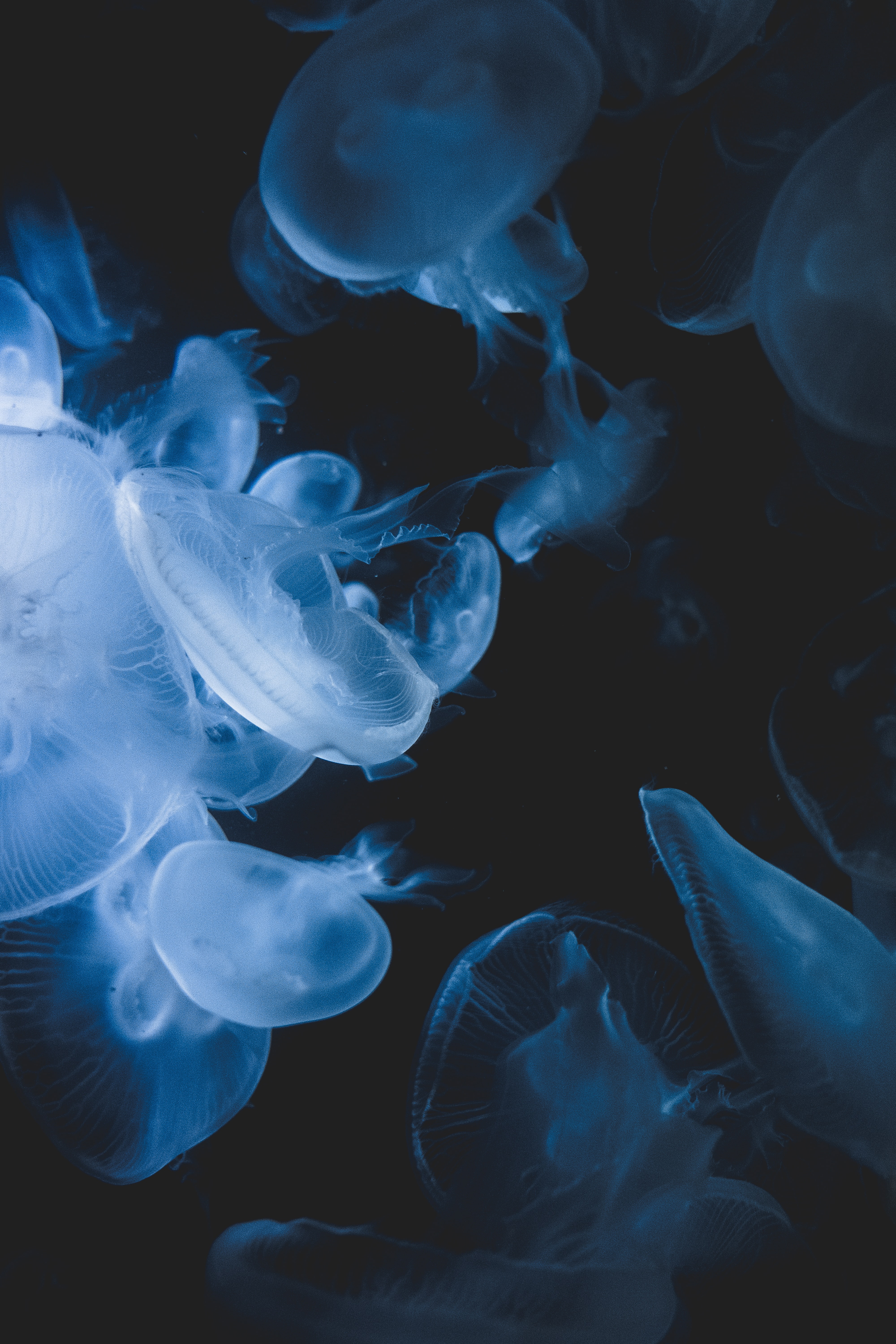 jellyfish, animals, blue, transparent, creatures, under water, underwater