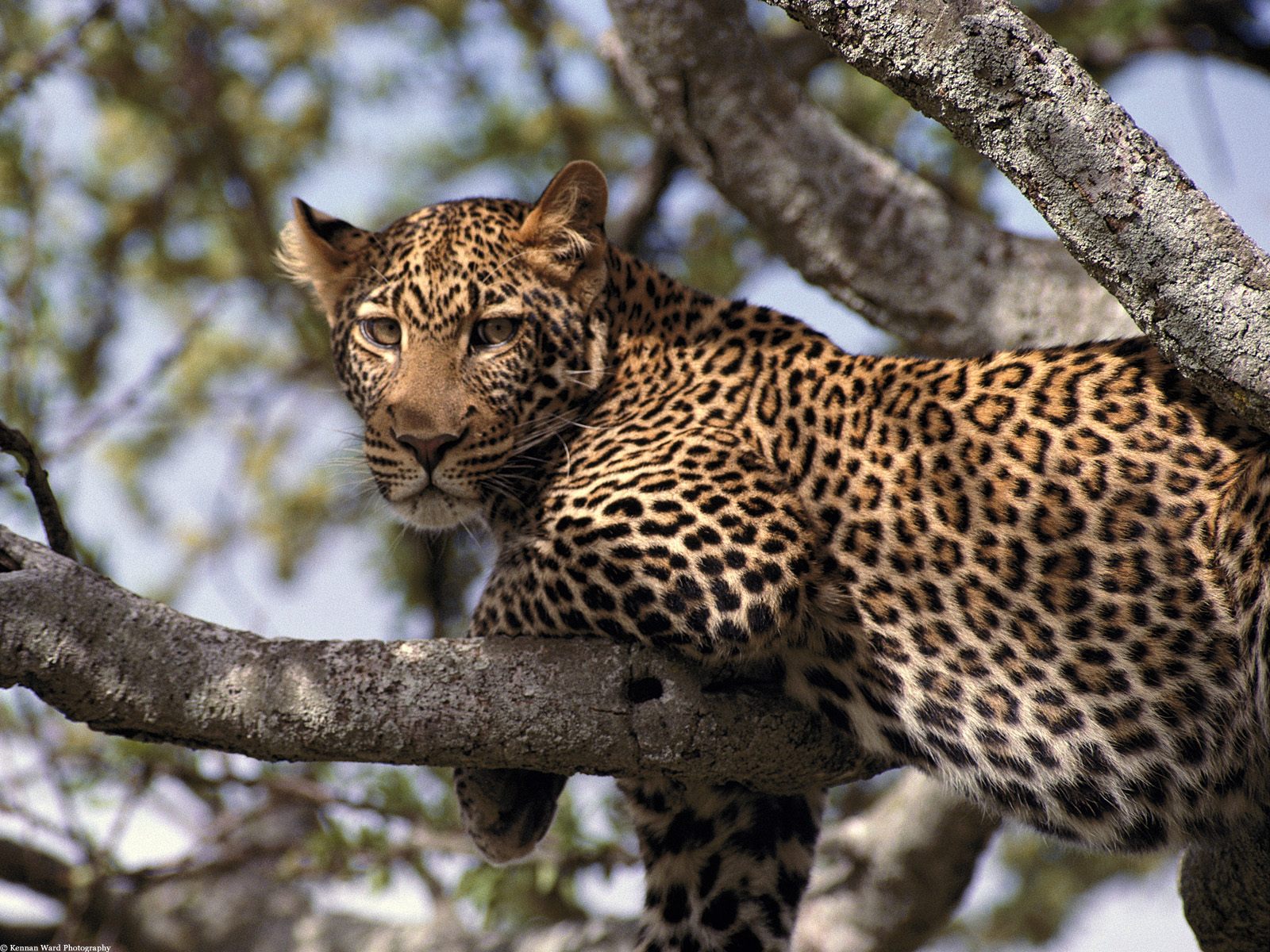 Baixar papel de parede para celular de Animais, Gatos, Leopardo gratuito.