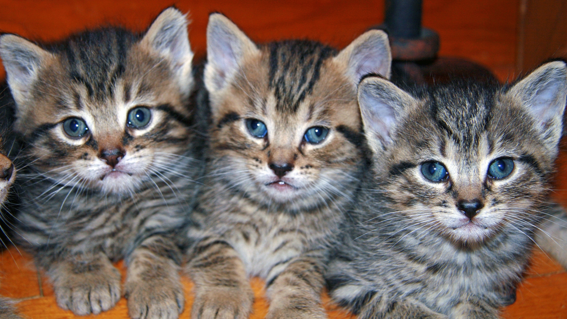 Baixe gratuitamente a imagem Animais, Gatos, Gato na área de trabalho do seu PC