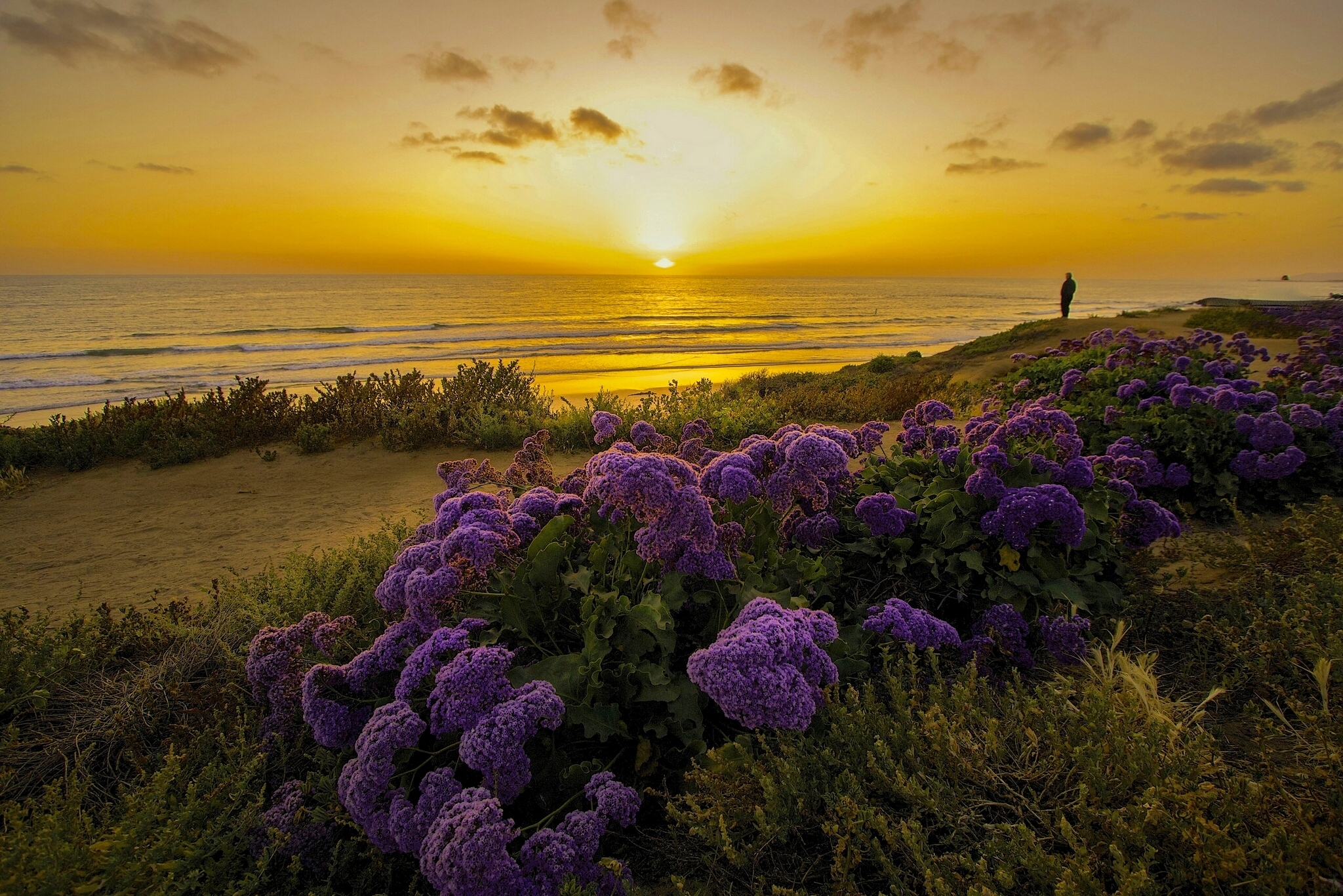 california, pacific ocean, nature, flowers, sunset, shore, bank