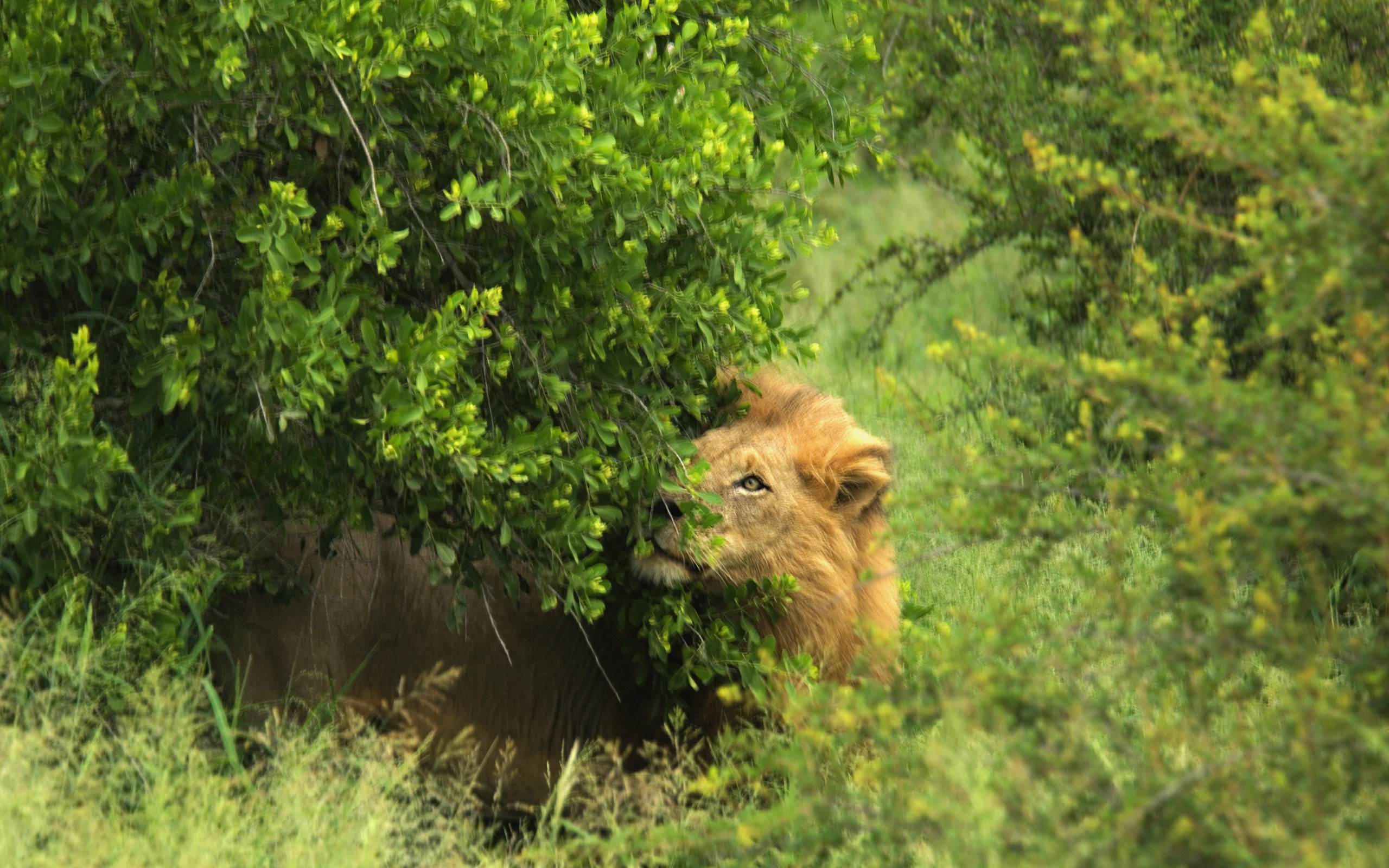 Free download wallpaper Lion, Cats, Animal on your PC desktop