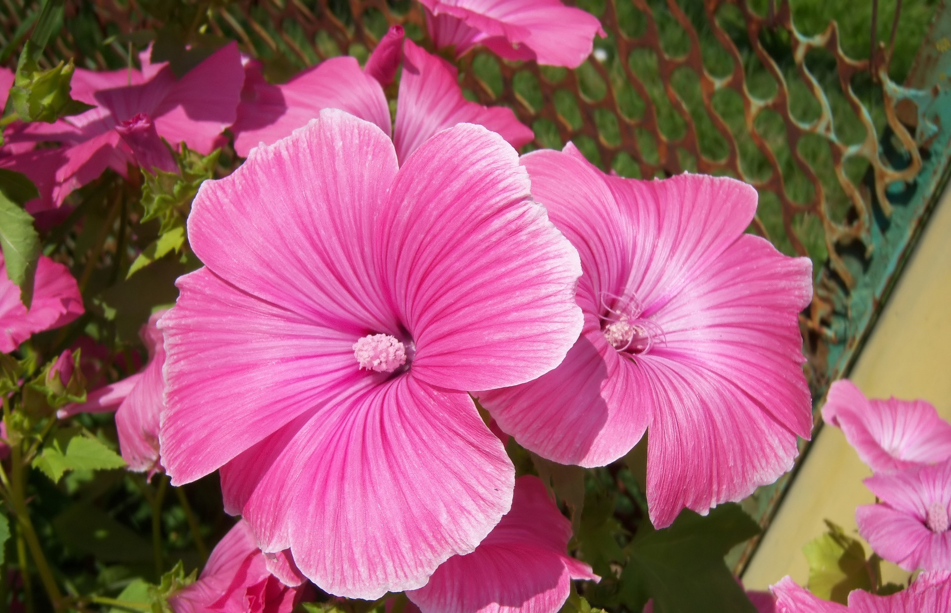 460995 Bildschirmschoner und Hintergrundbilder Blumen auf Ihrem Telefon. Laden Sie  Bilder kostenlos herunter