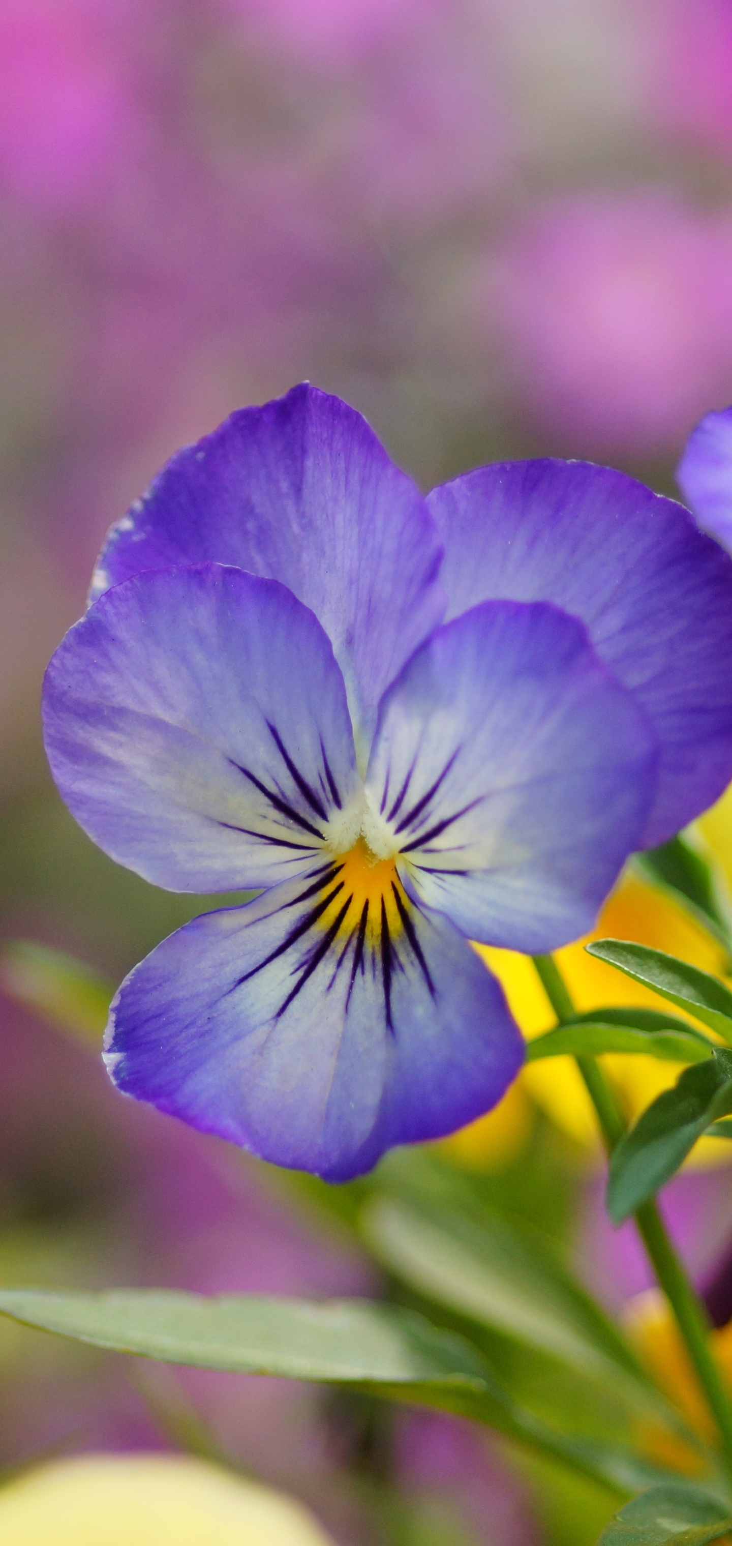 Descarga gratuita de fondo de pantalla para móvil de Flores, Flor, Tierra/naturaleza, Viola × Wittrockiana.