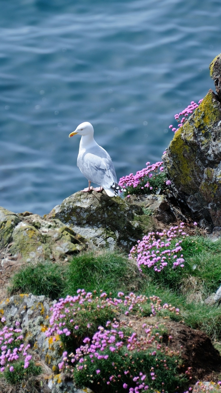 Descarga gratuita de fondo de pantalla para móvil de Animales, Gaviota, Aves.