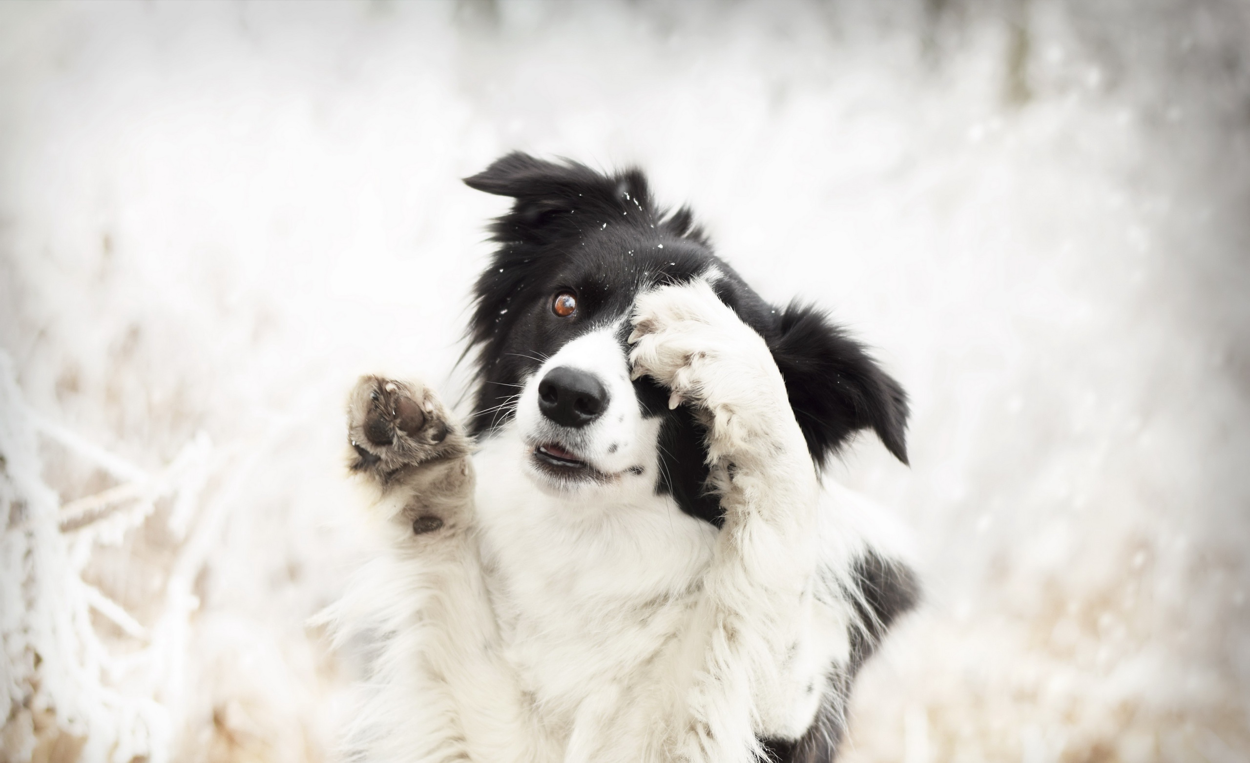 Descarga gratis la imagen Animales, Perros, Perro, Bozal, Collie De La Frontera en el escritorio de tu PC