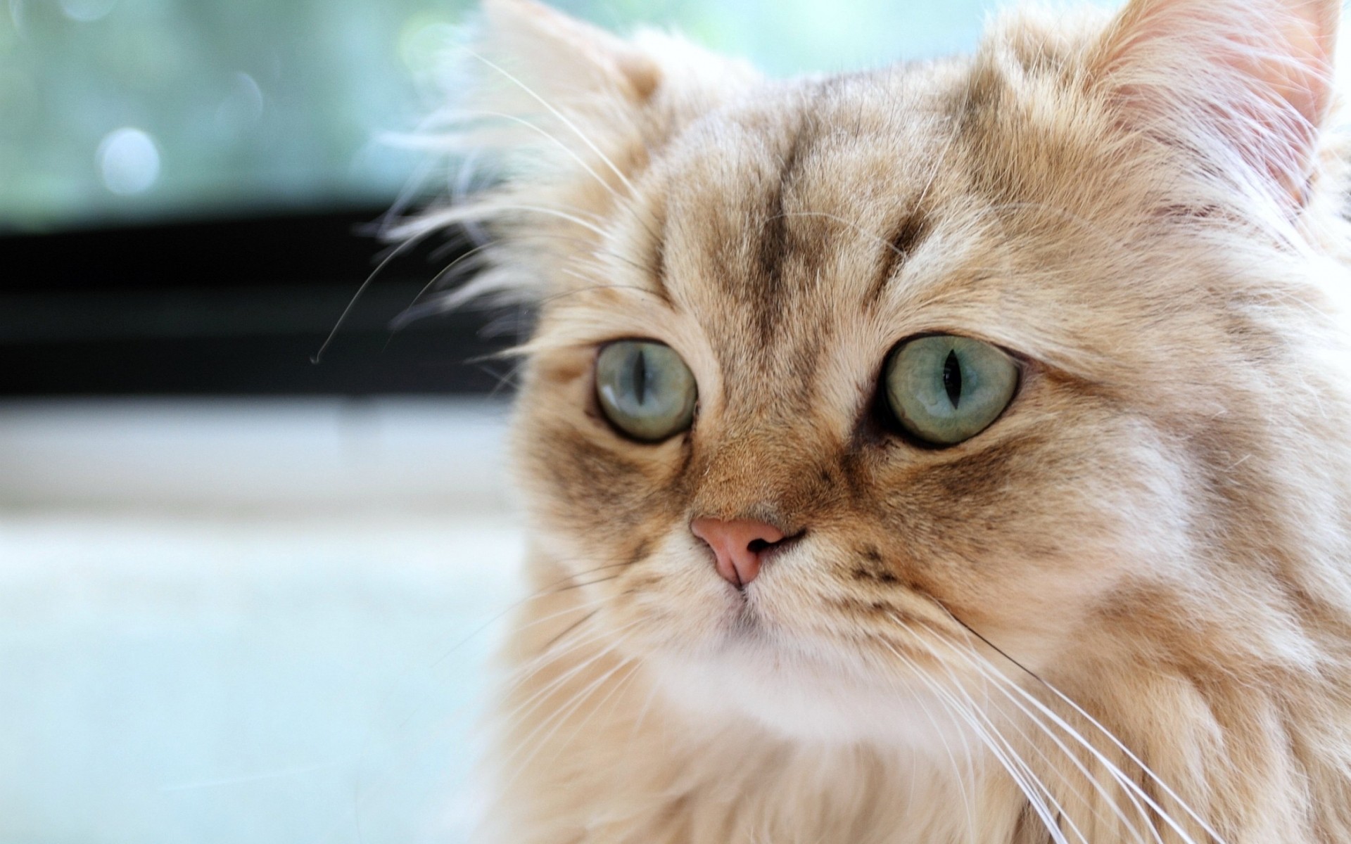 Baixe gratuitamente a imagem Animais, Gatos, Gato na área de trabalho do seu PC