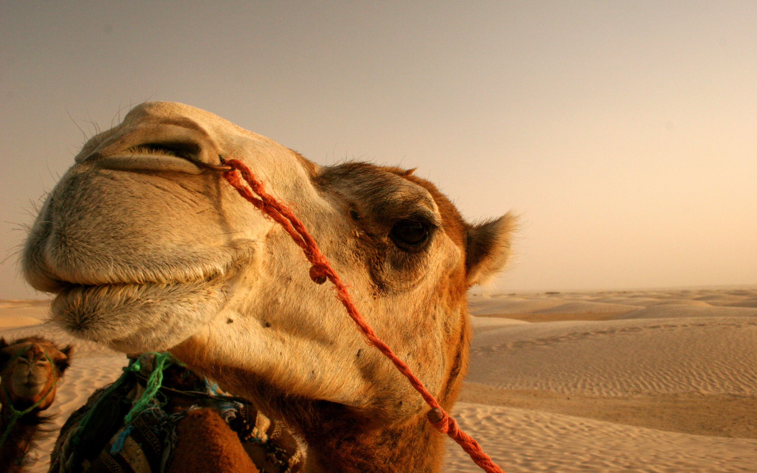 159093 Bild herunterladen tiere, kamel - Hintergrundbilder und Bildschirmschoner kostenlos