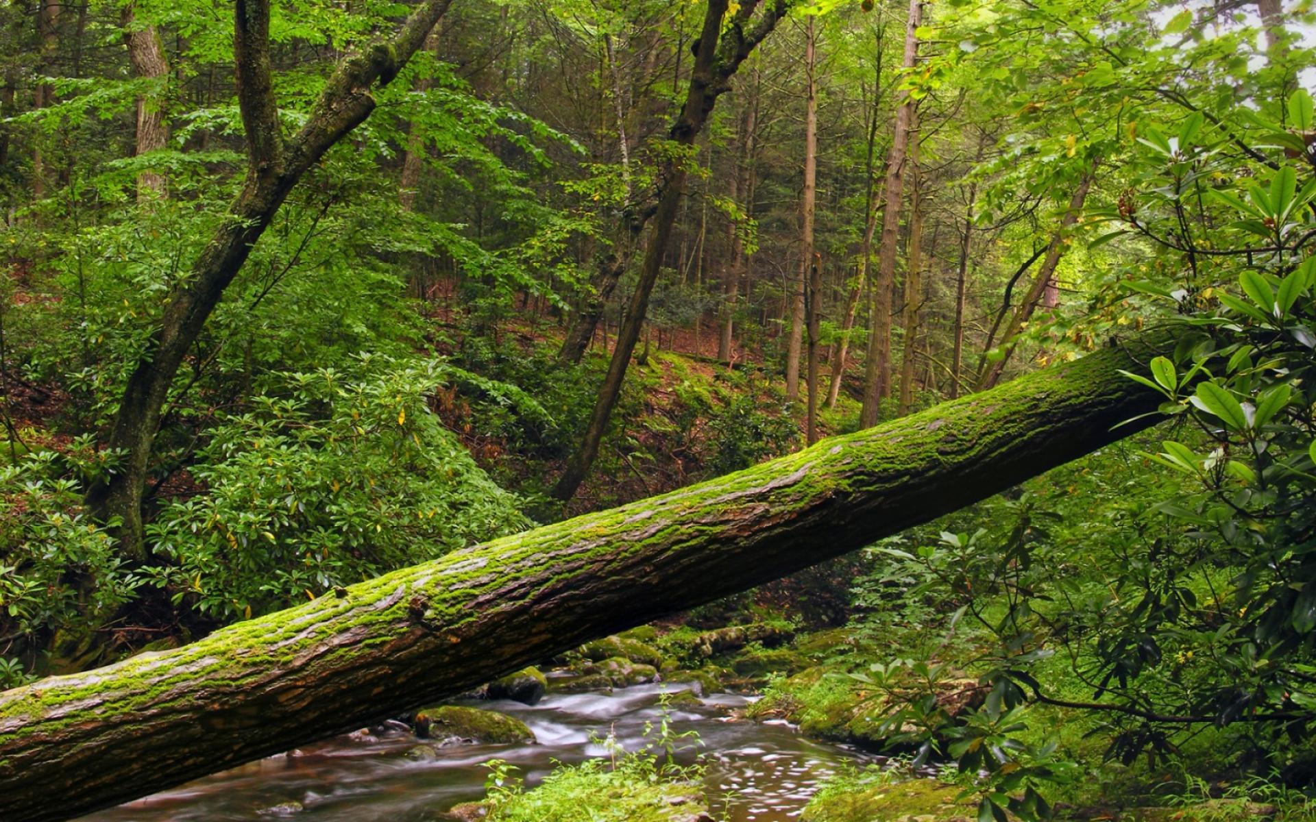 無料モバイル壁紙川, 木, 風景をダウンロードします。
