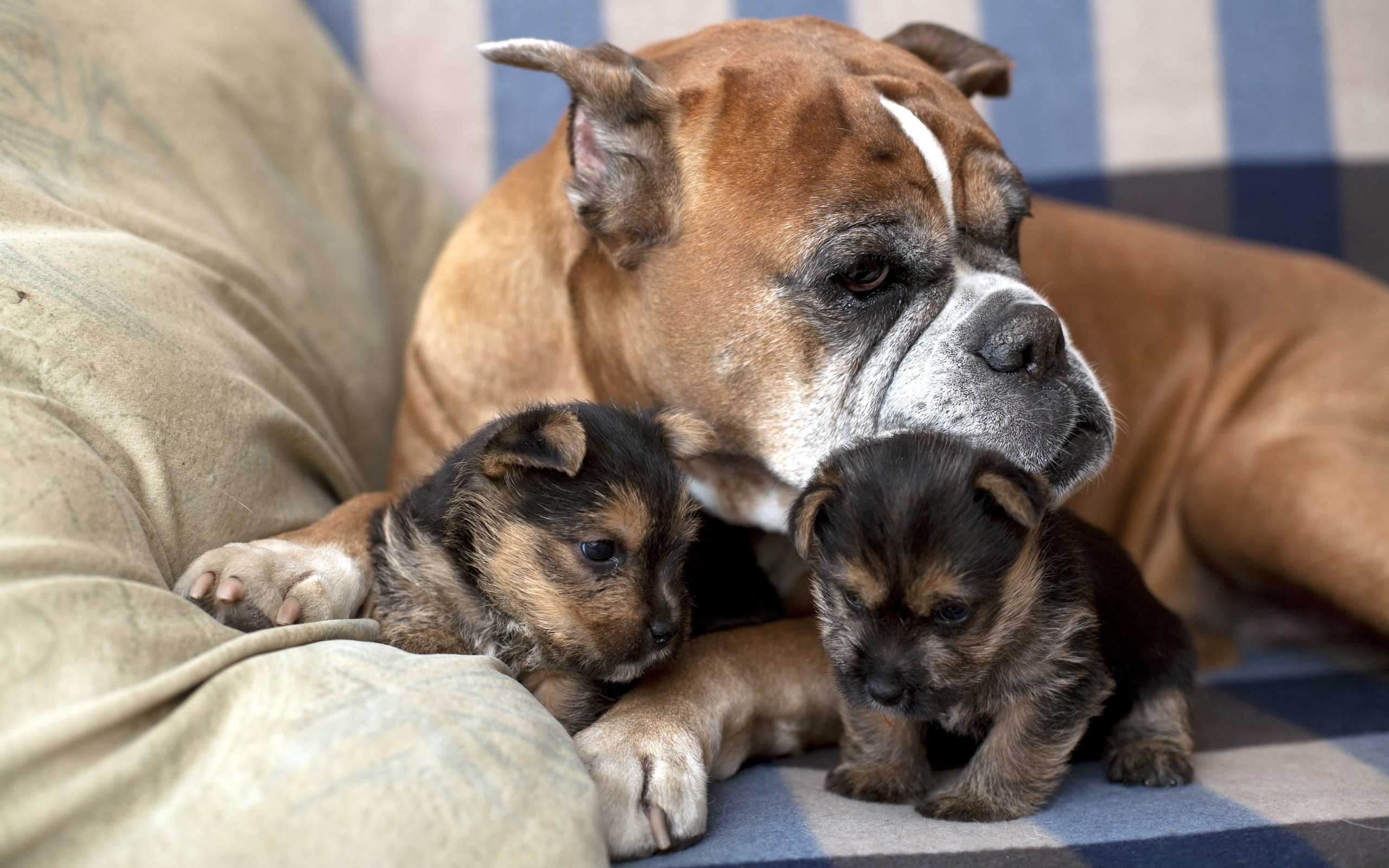 Téléchargez des papiers peints mobile Chiens, Chien, Animaux gratuitement.