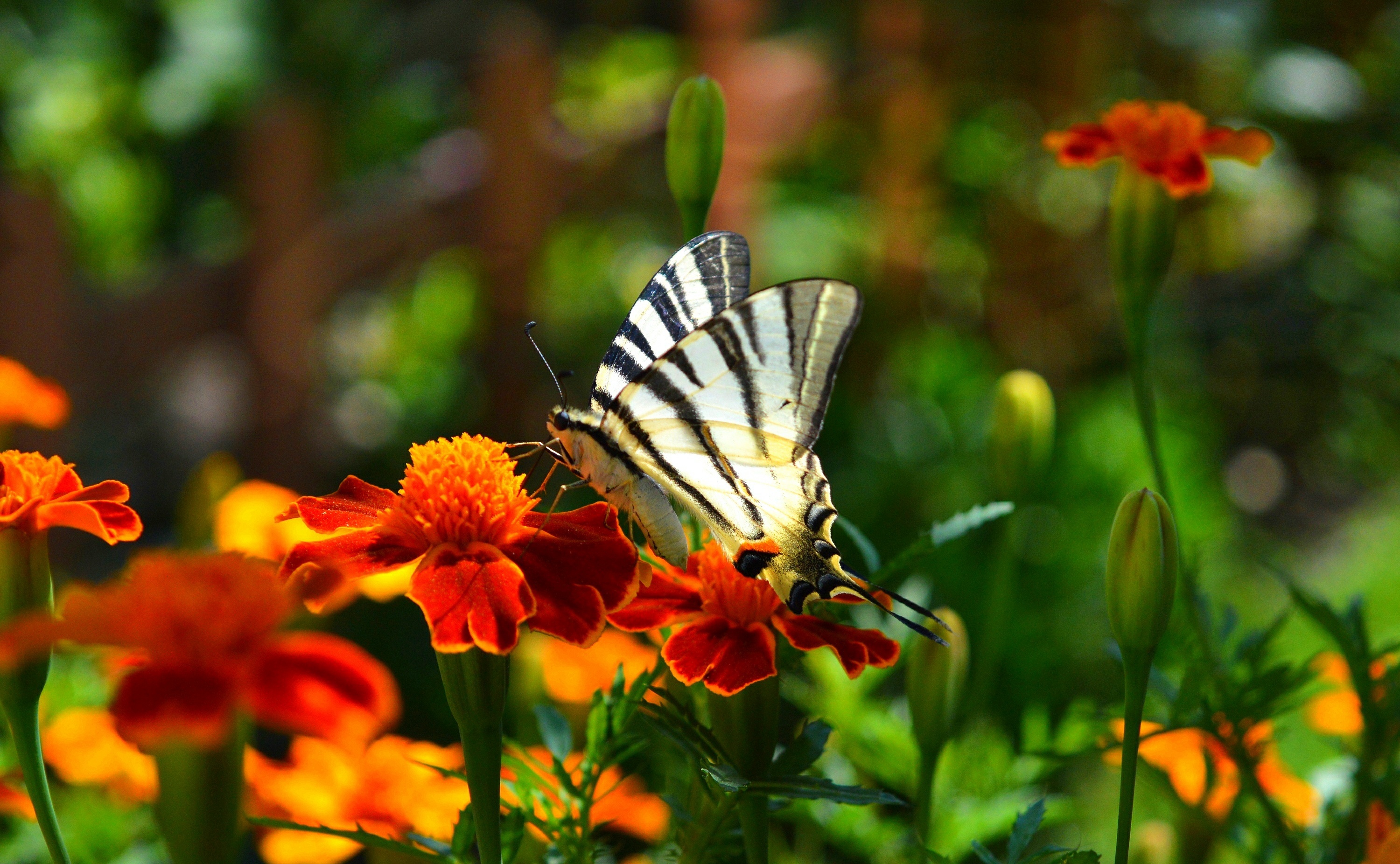 Download mobile wallpaper Macro, Insect, Butterfly, Animal, Bokeh, Orange Flower for free.