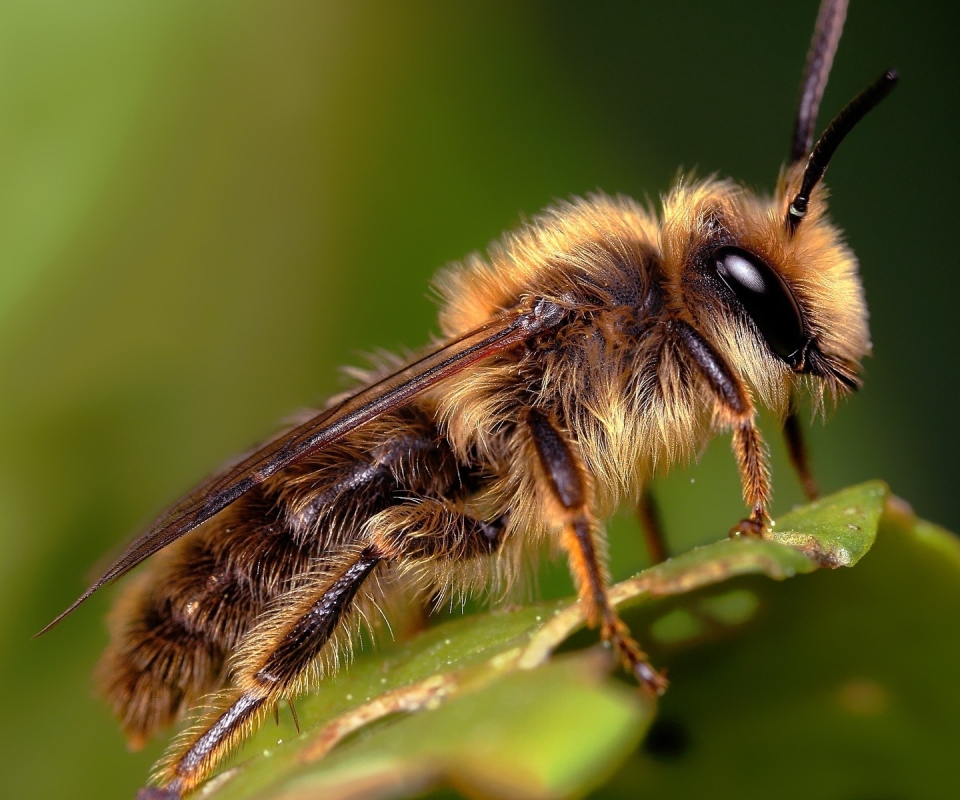 無料モバイル壁紙動物, 昆虫, 蜂をダウンロードします。