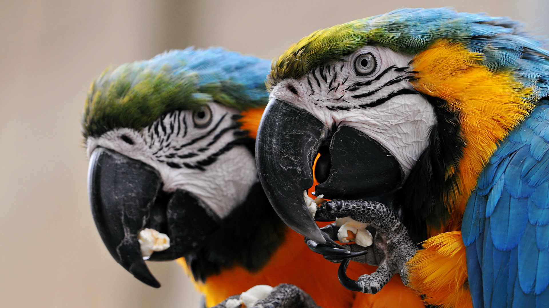 Laden Sie das Tiere, Vögel, Gelbbrustara-Bild kostenlos auf Ihren PC-Desktop herunter
