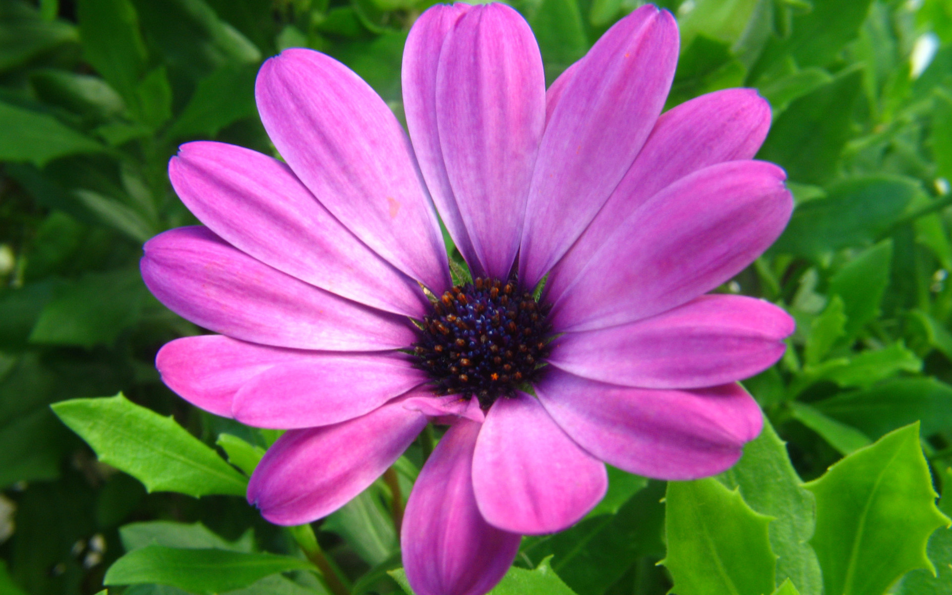 無料モバイル壁紙デイジー, 紫色の花, 閉じる, フラワーズ, 葉, 自然, 花, 地球をダウンロードします。