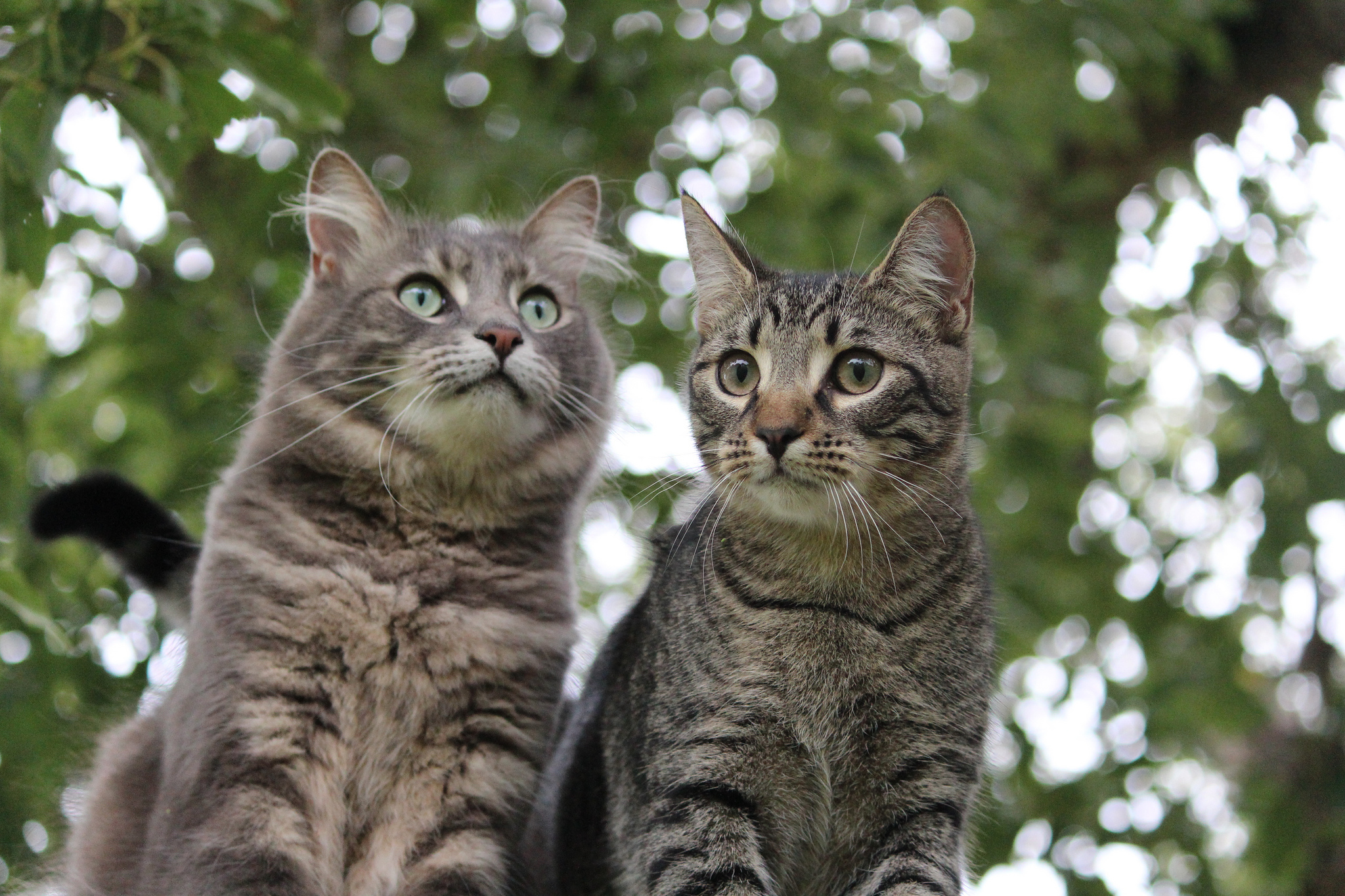 Handy-Wallpaper Tiere, Katzen, Katze kostenlos herunterladen.