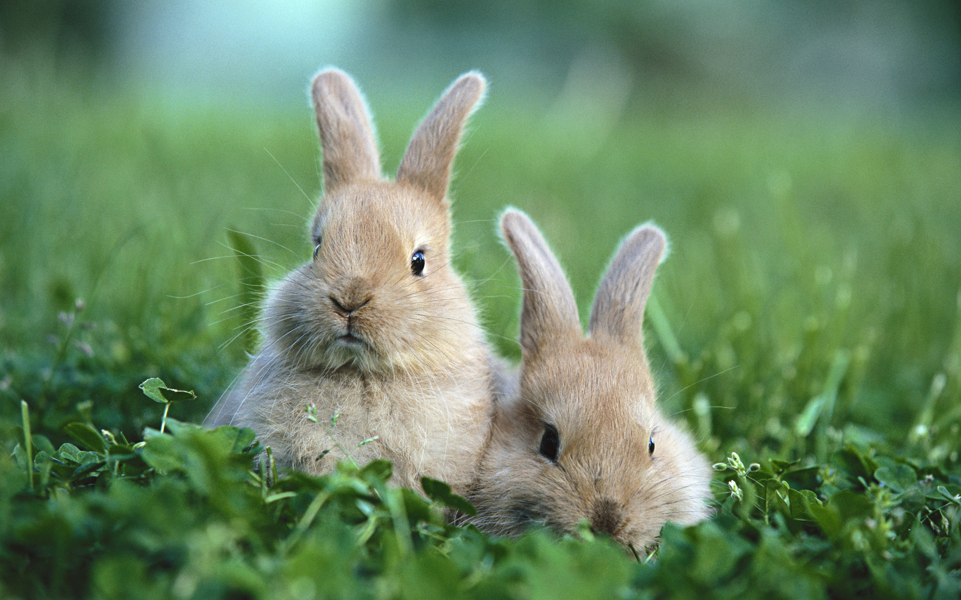 Download mobile wallpaper Rabbit, Grass, Animal, Earth, Cute for free.