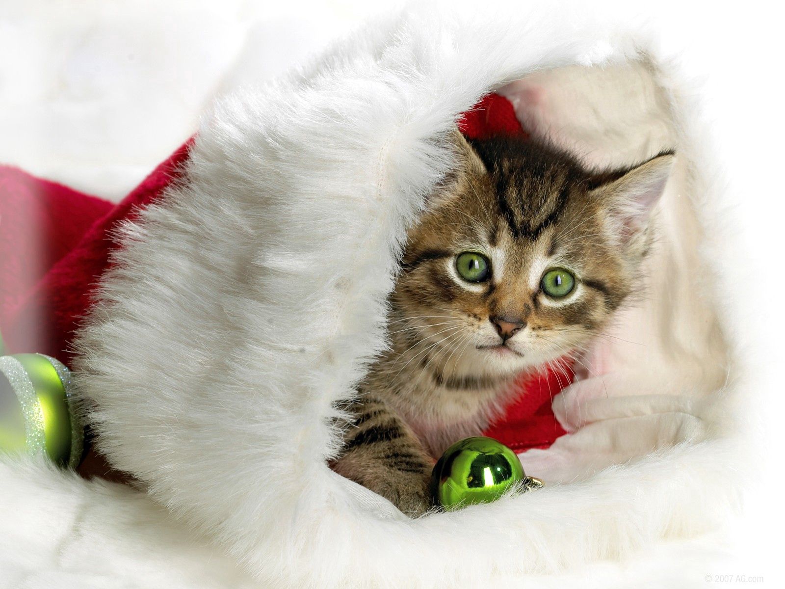 Free download wallpaper Kitty, Christmas, Hat, Attribute, New Year, Kitten, Holidays on your PC desktop