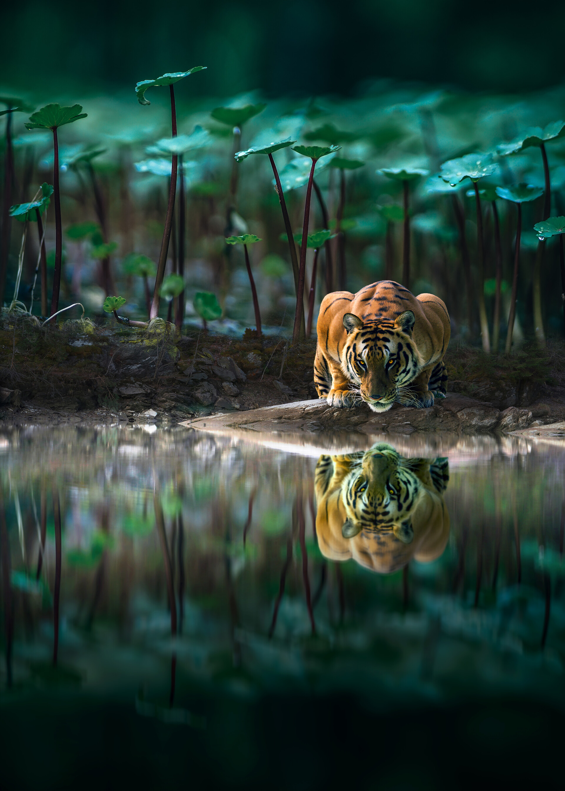 wildlife, big cat, animals, water, reflection, tiger phone background