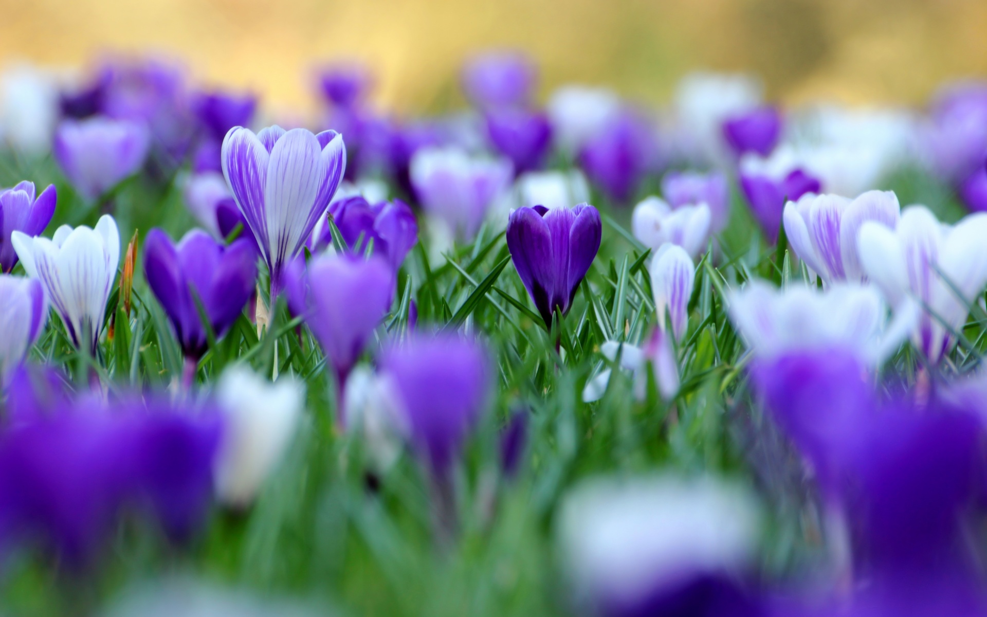 Download mobile wallpaper Earth, Crocus for free.