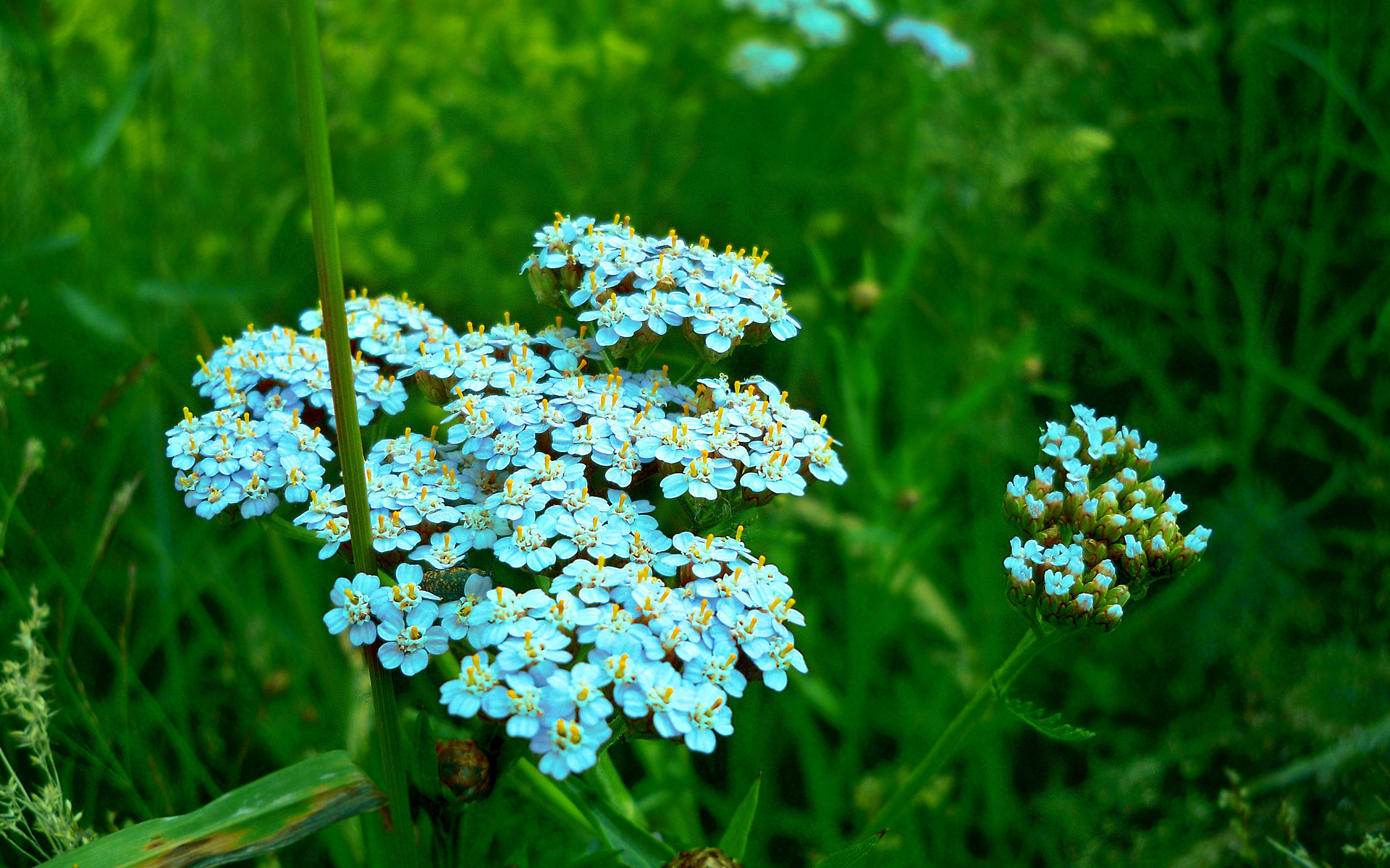 Téléchargez gratuitement l'image Fleurs, Fleur, Terre/nature sur le bureau de votre PC