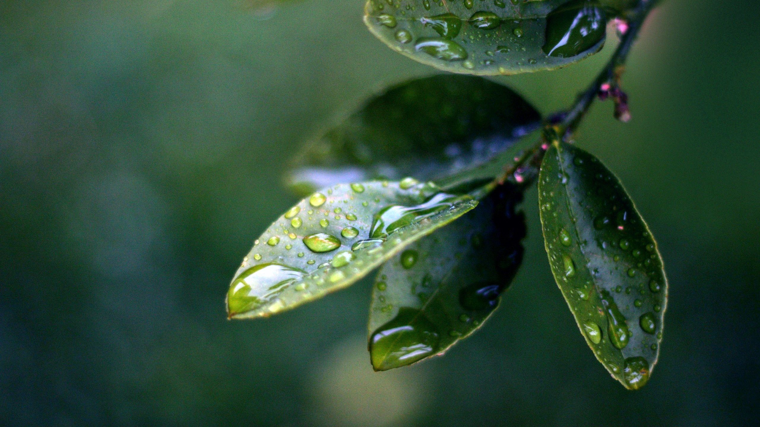 Download mobile wallpaper Macro, Leaves, Drops, Plant for free.
