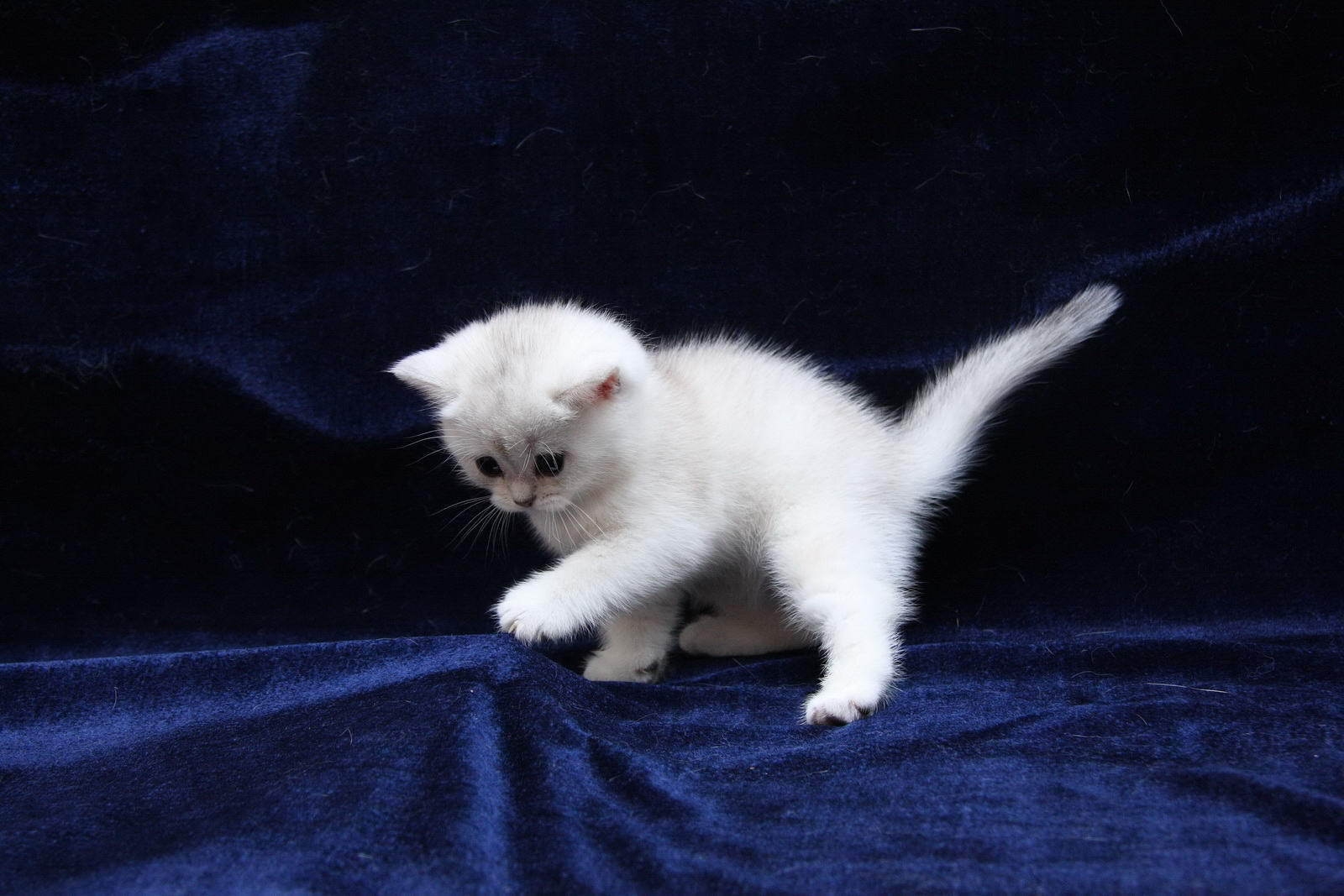 130068 descargar imagen animales, blanco, azul, gatito, seda: fondos de pantalla y protectores de pantalla gratis