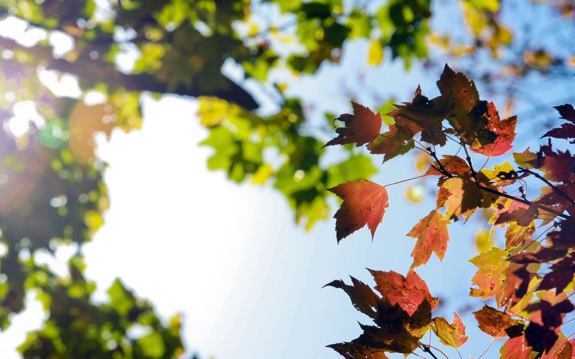 Скачать обои бесплатно Ветки, Природа, Листья, Осень картинка на рабочий стол ПК