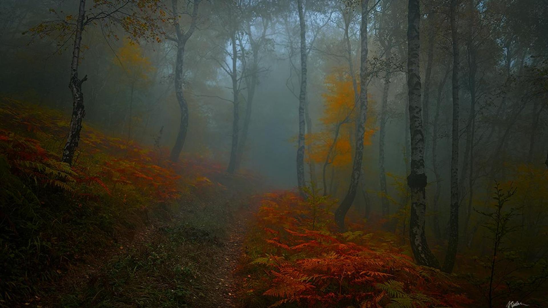 Free download wallpaper Forest, Fog, Fall, Earth on your PC desktop