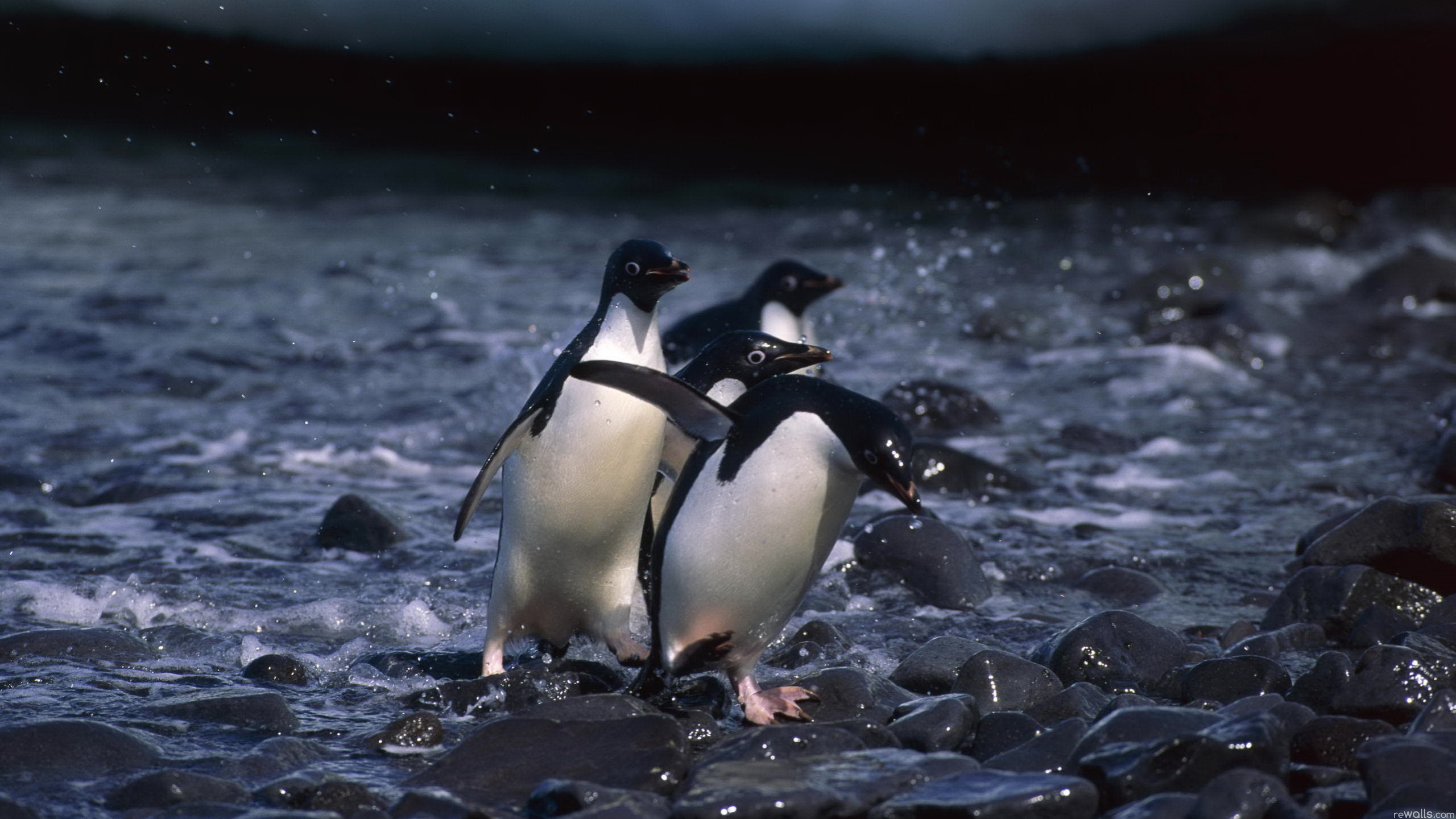 Baixe gratuitamente a imagem Animais, Pinguim na área de trabalho do seu PC