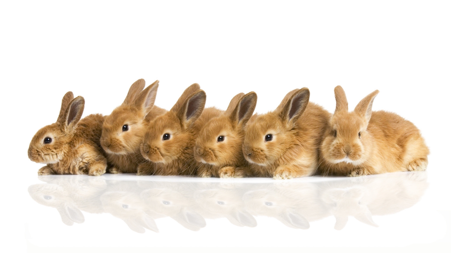 Скачати мобільні шпалери Тварини, Кролики безкоштовно.