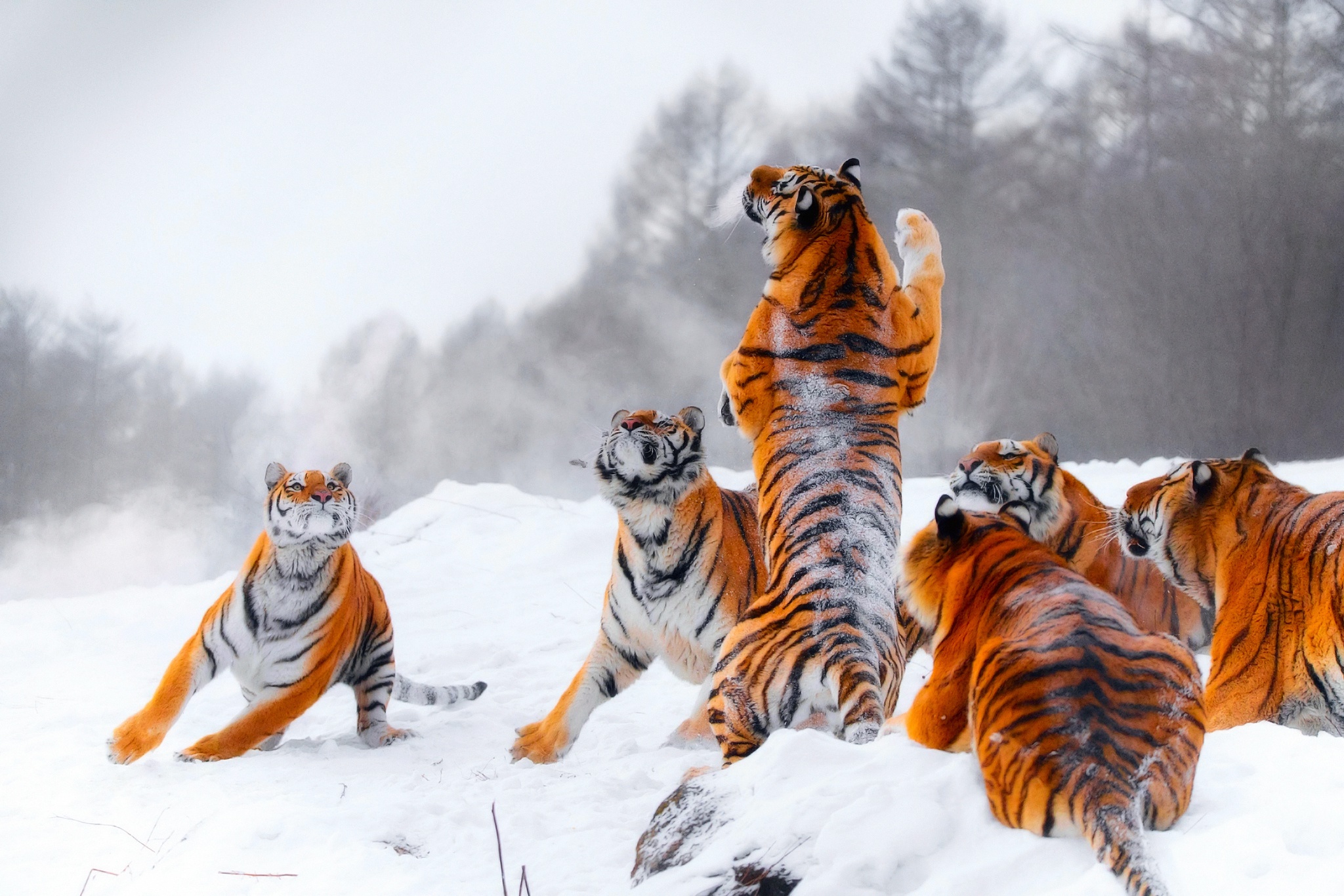 Handy-Wallpaper Tiere, Winter, Katzen, Schnee, Tiger kostenlos herunterladen.