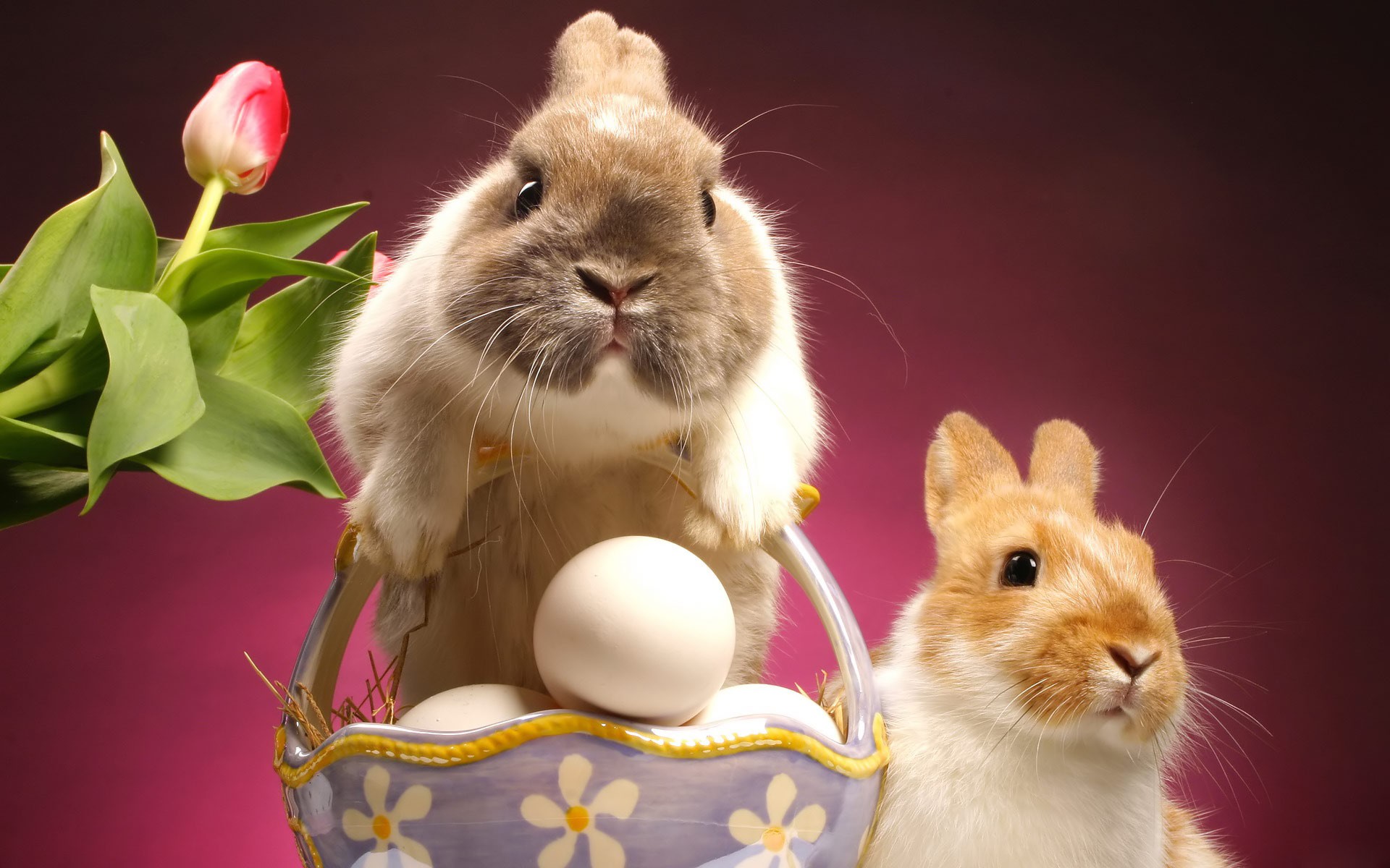 Free download wallpaper Easter, Animal, Rabbit, Egg, Cute on your PC desktop