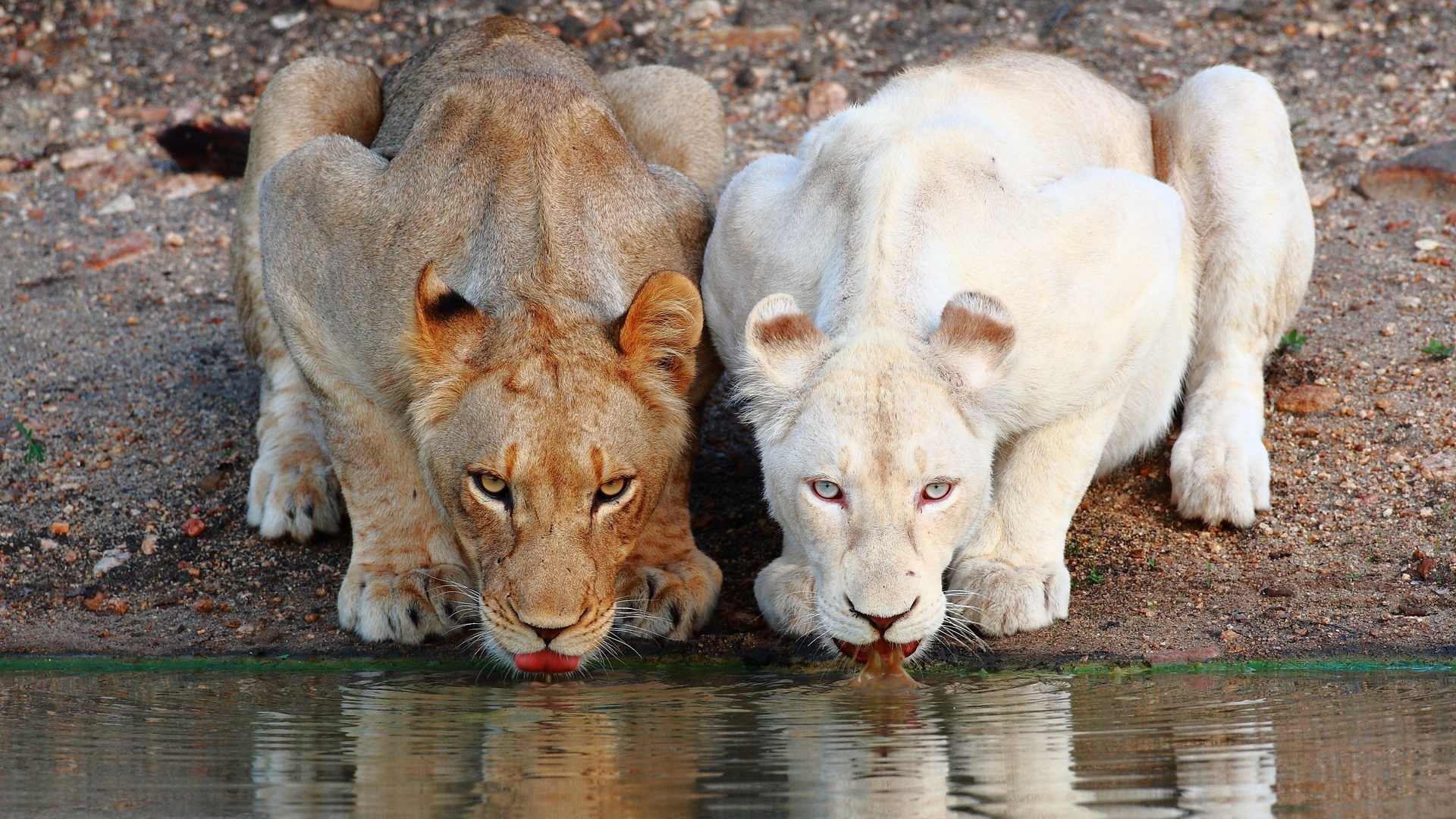 Téléchargez gratuitement l'image Animaux, Lion sur le bureau de votre PC