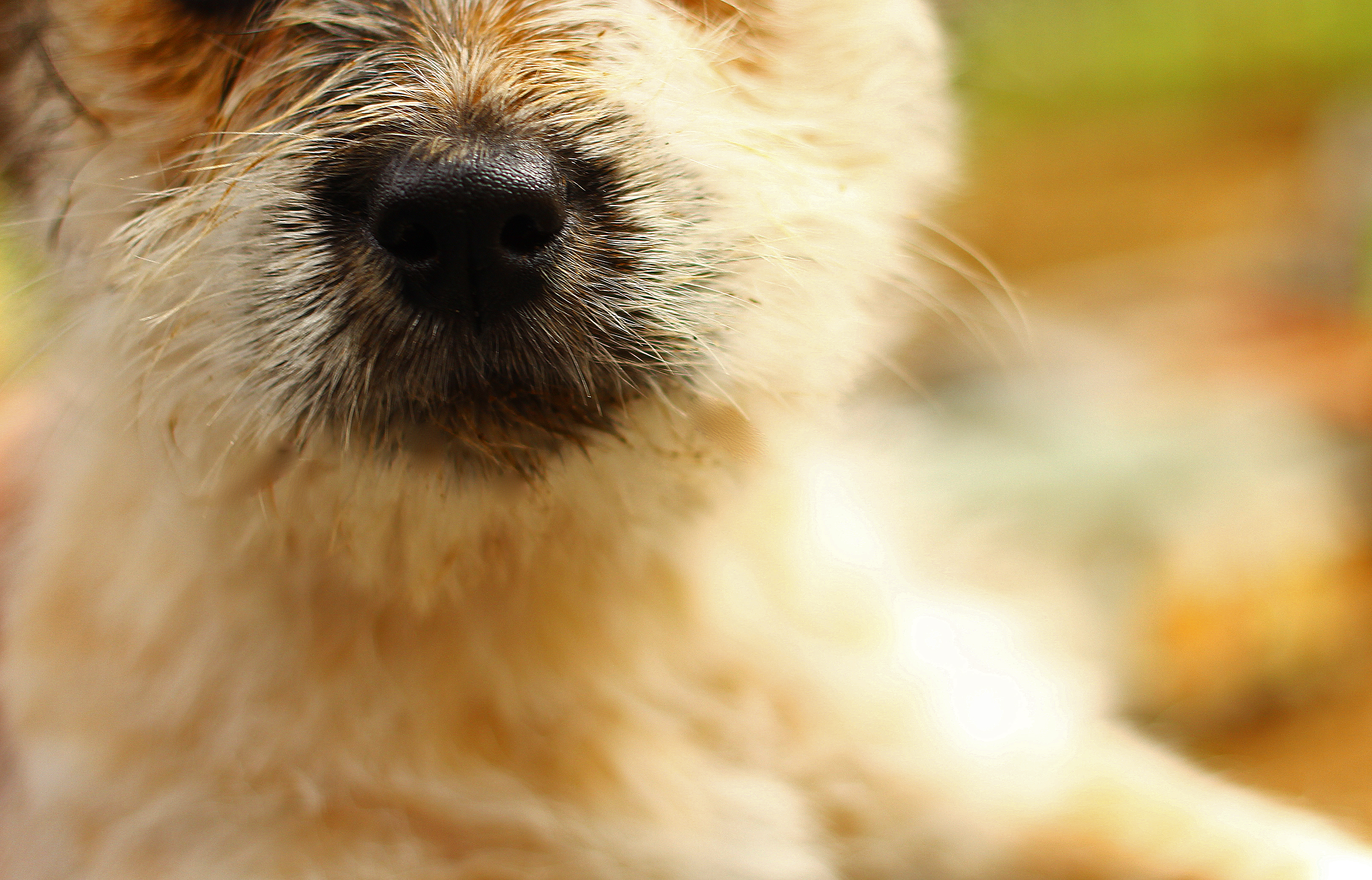 Free download wallpaper Puppy, Dogs, Animal on your PC desktop